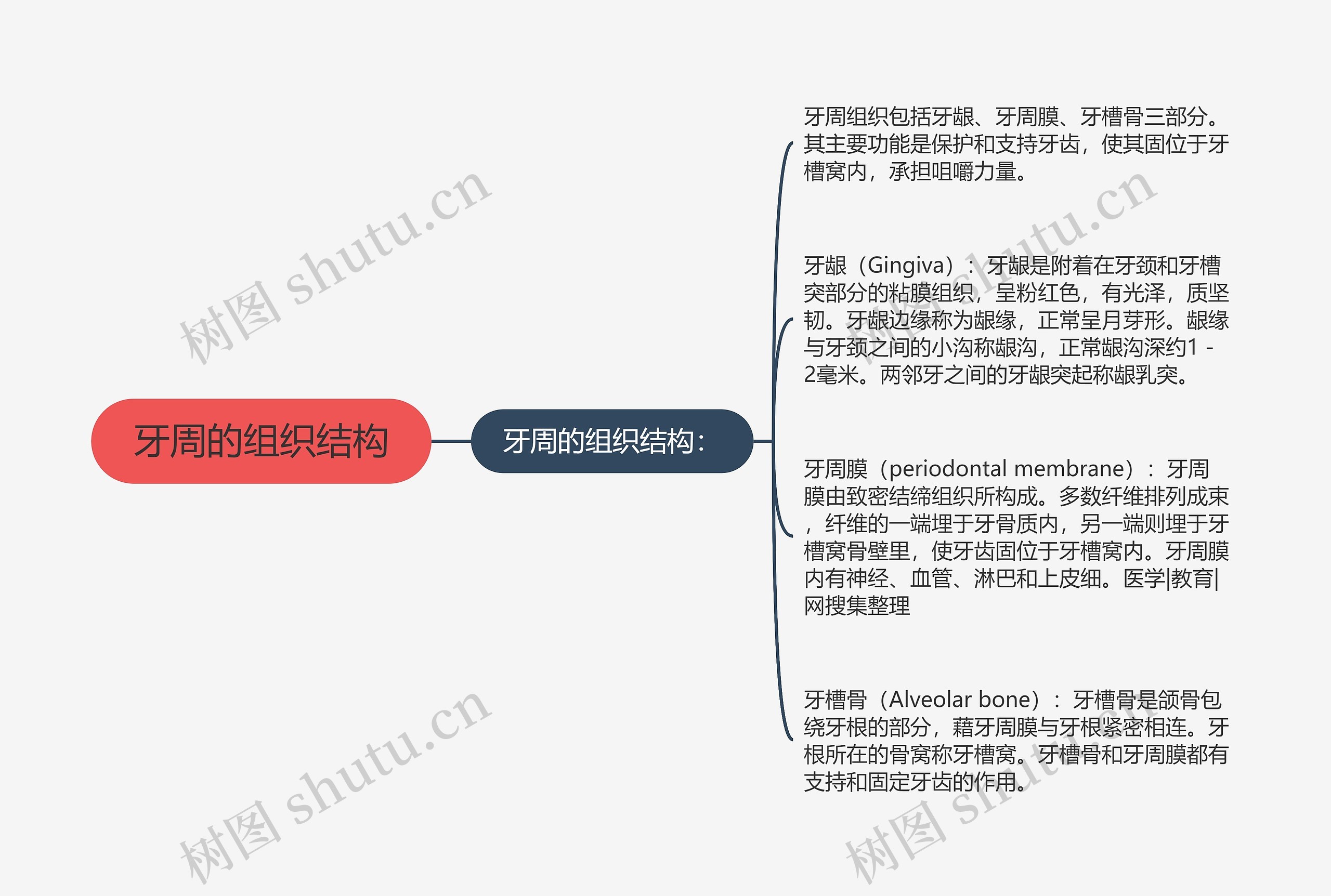 牙周的组织结构