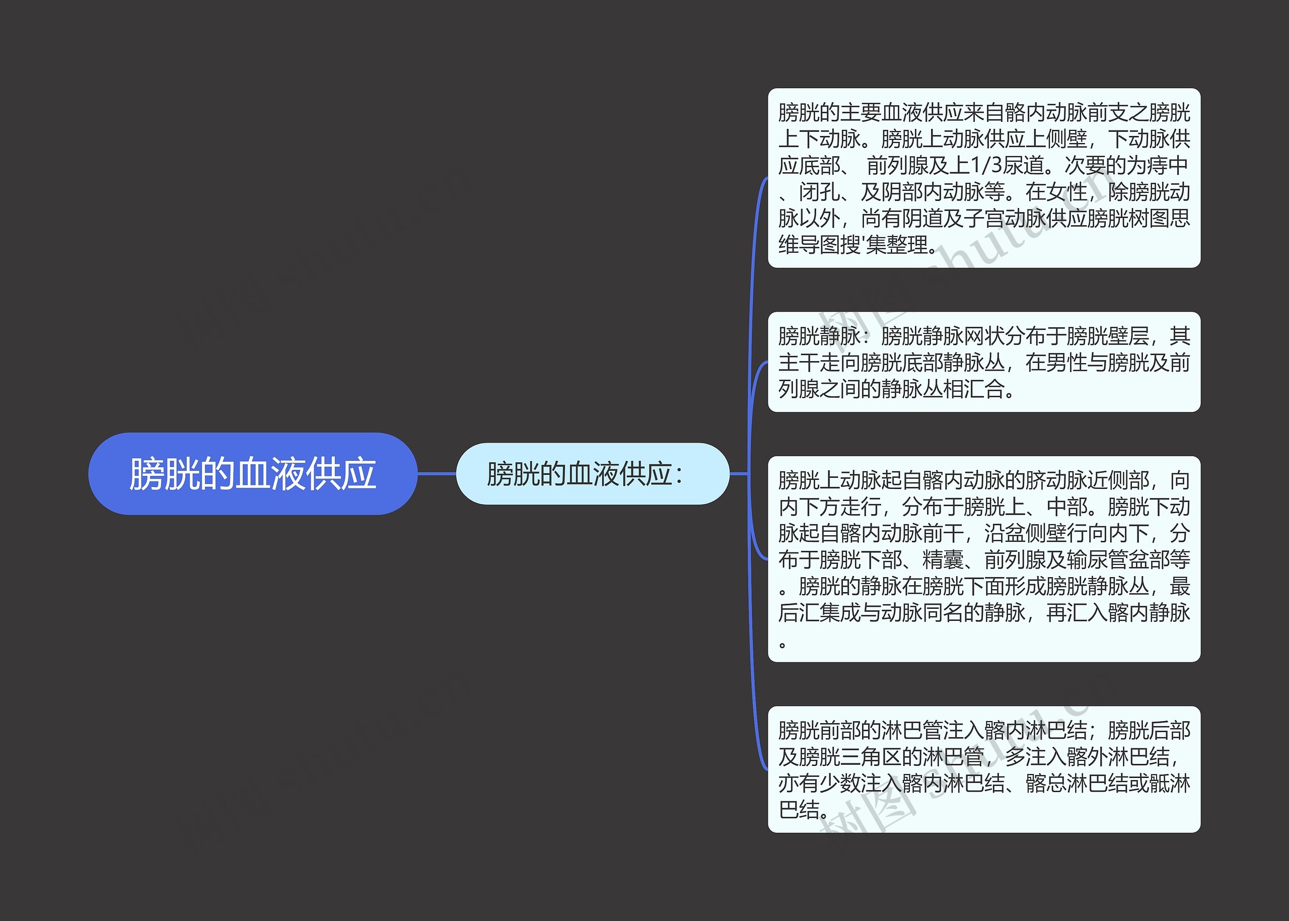 膀胱的血液供应 膀胱的血液供应