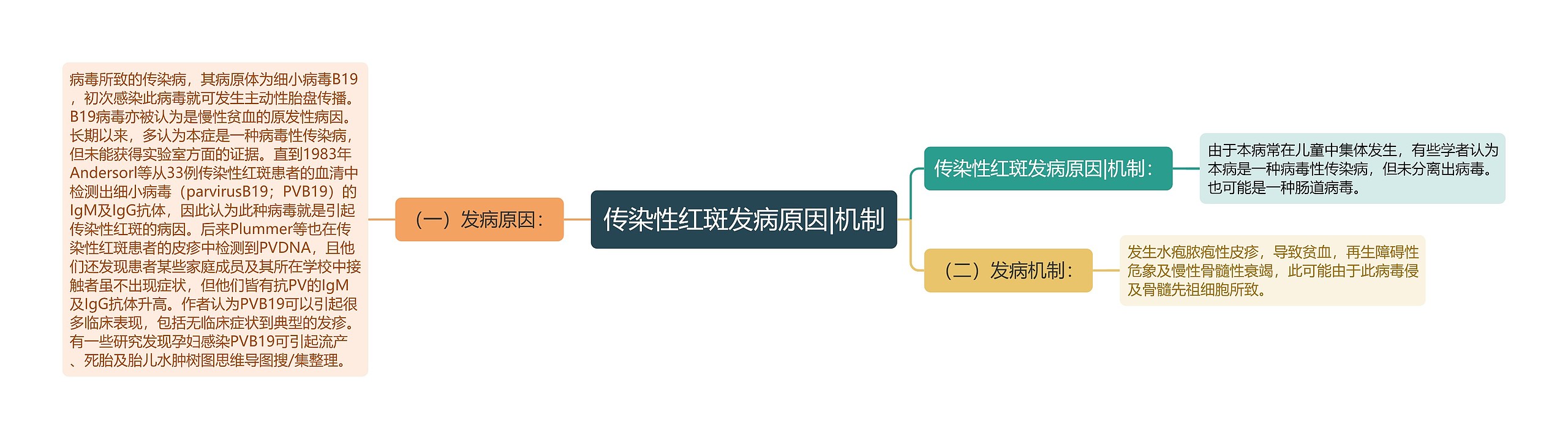 传染性红斑发病原因|机制思维导图