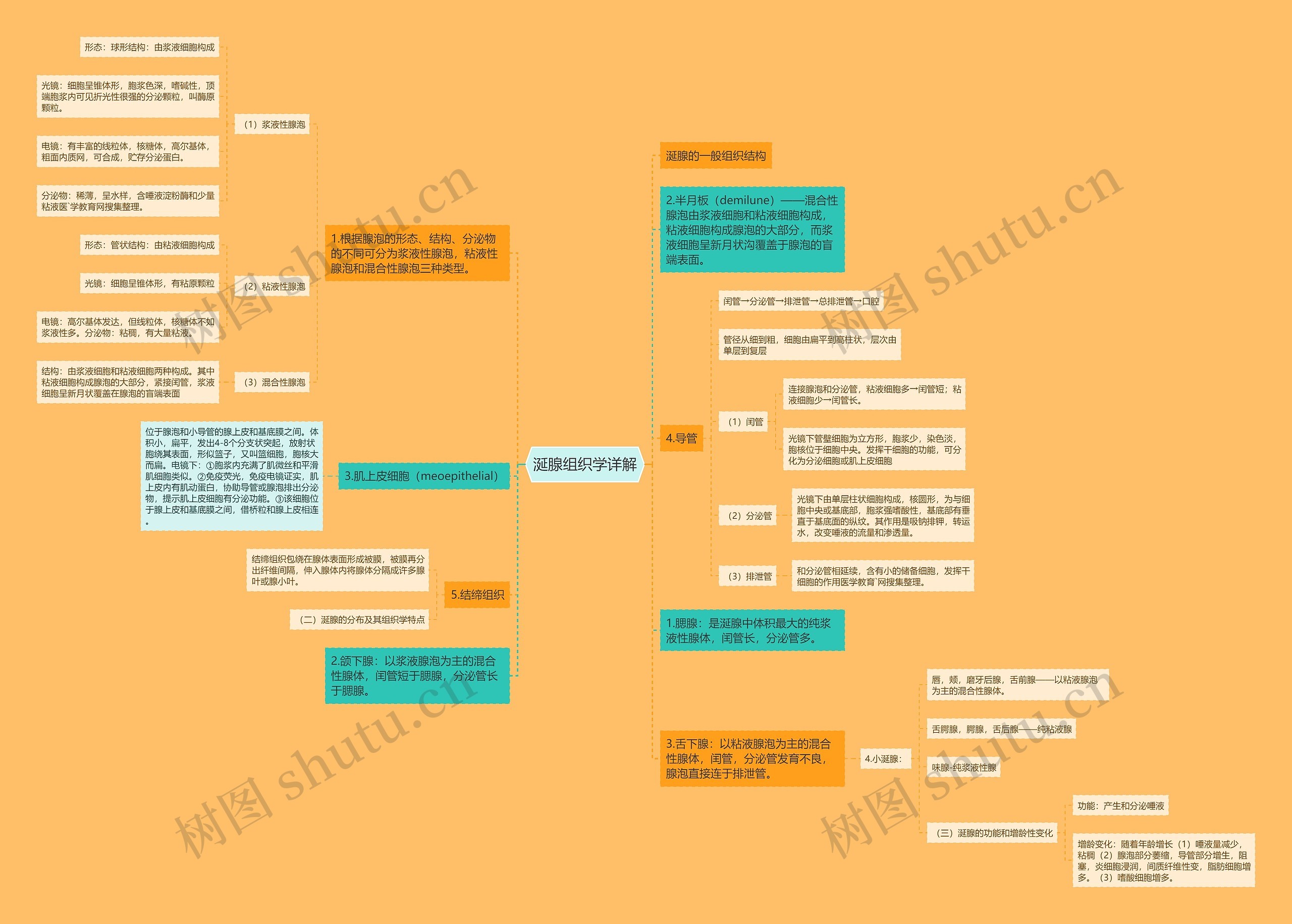 涎腺组织学详解思维导图