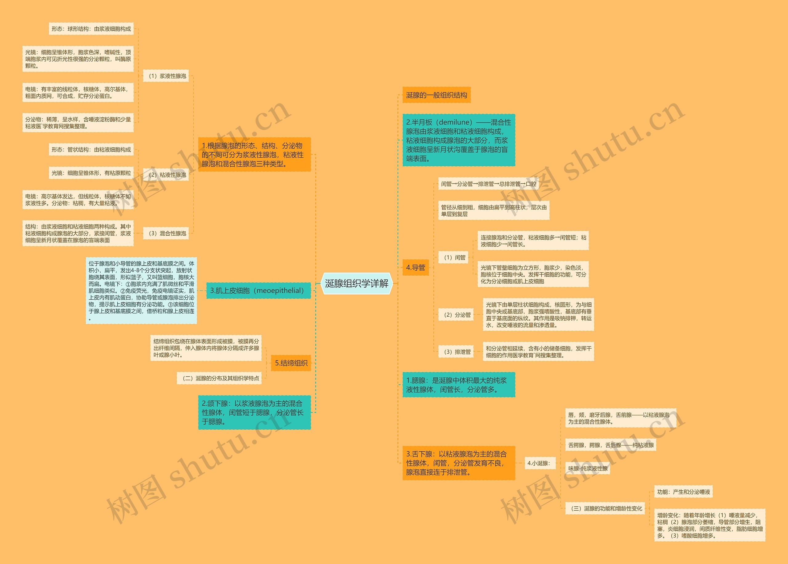 涎腺组织学详解 涎腺组织学详解