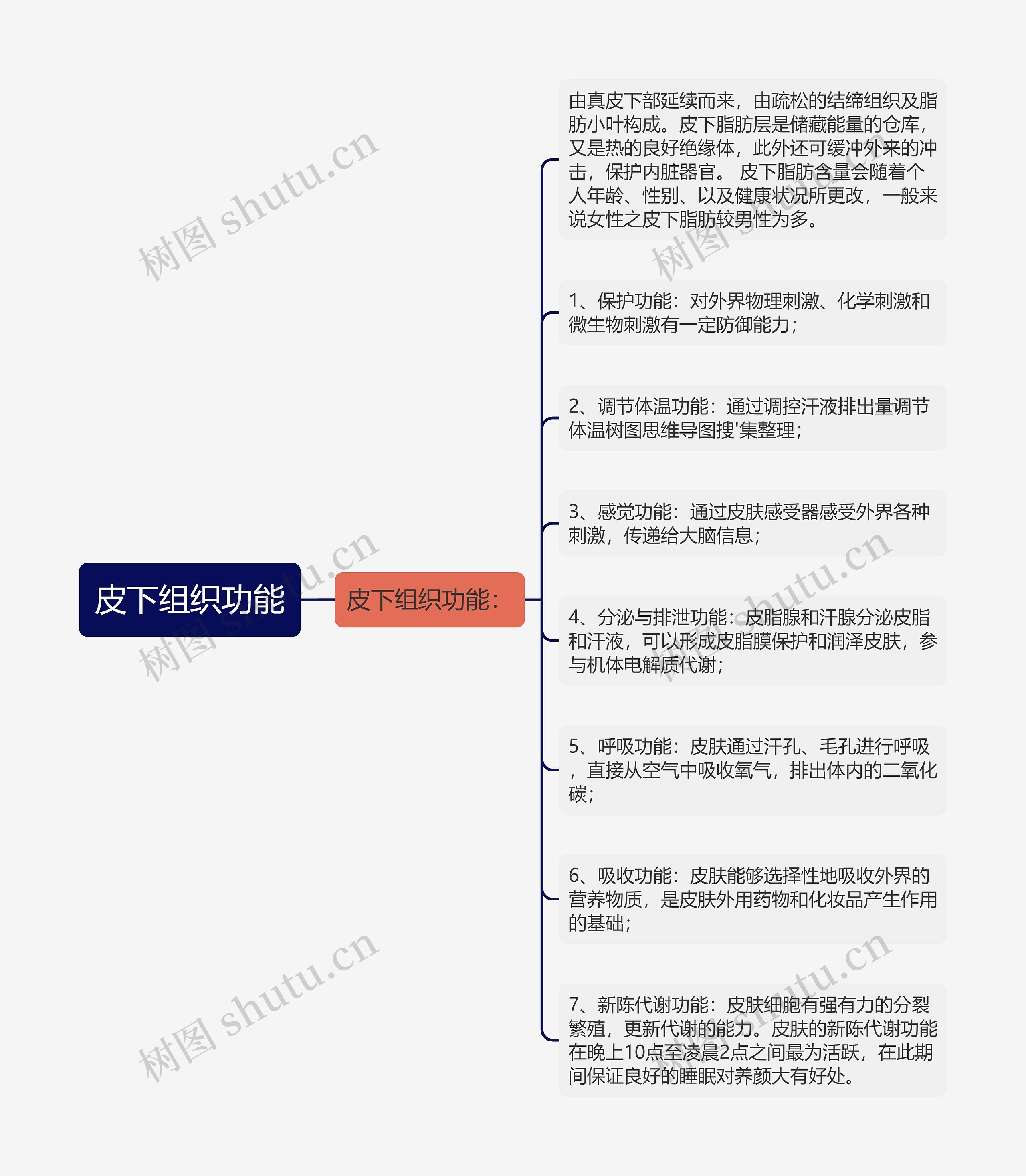 皮下组织功能