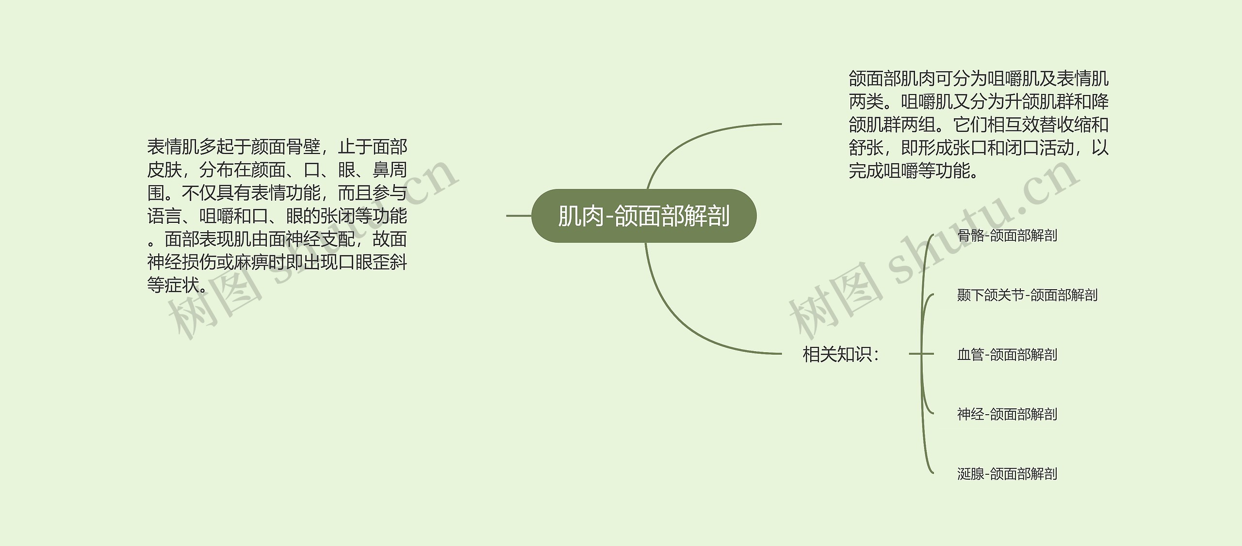 肌肉-颌面部解剖 肌肉-颌面部解剖