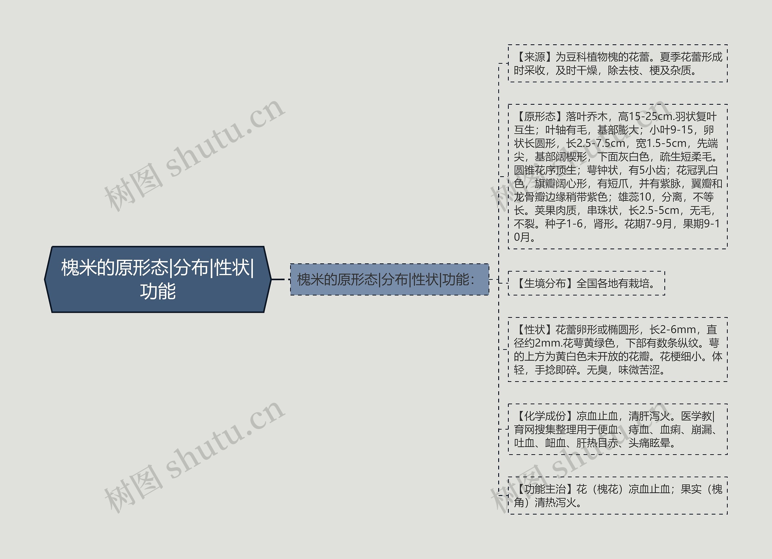 槐米的原形态|分布|性状|功能思维导图