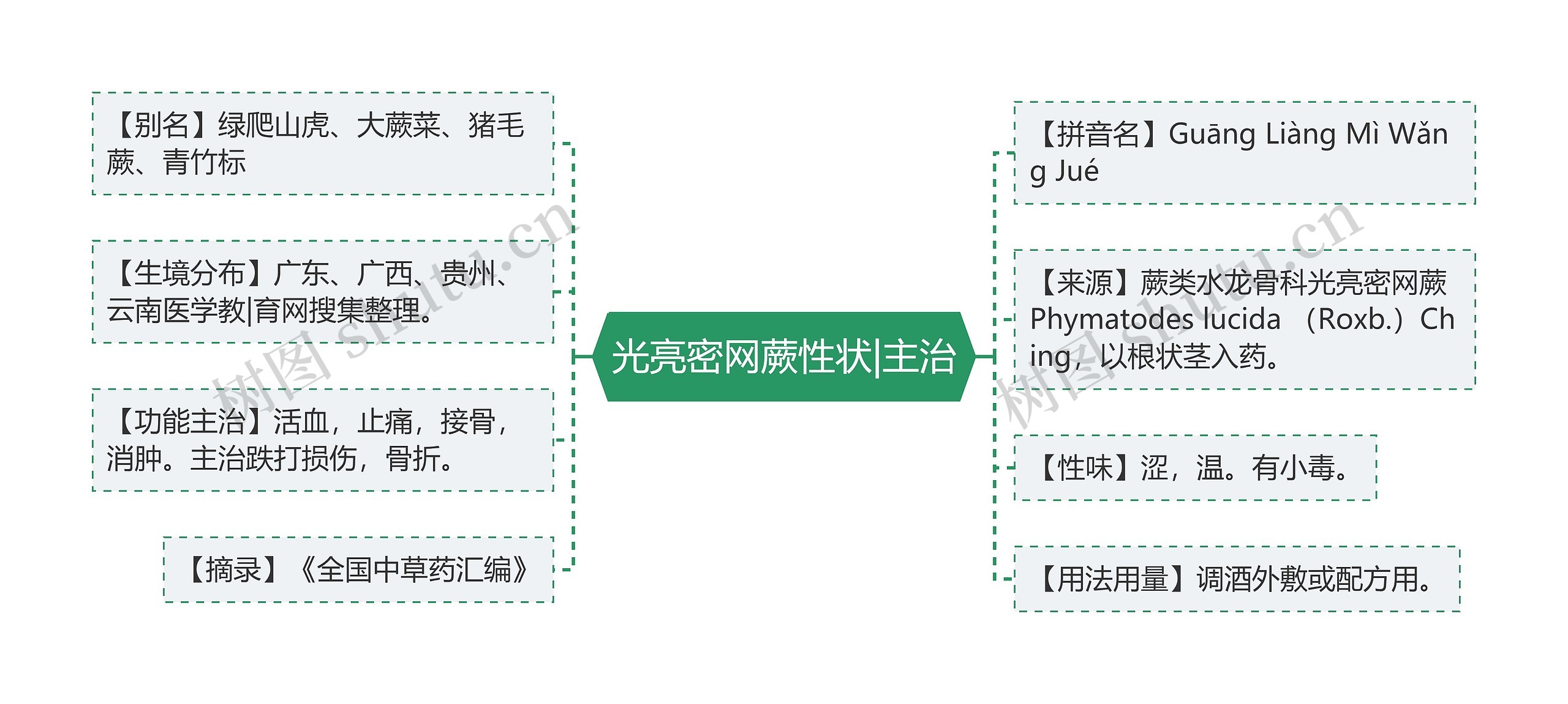 光亮密网蕨性状|主治思维导图