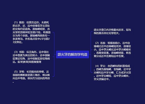 颌尖牙的解剖学构造