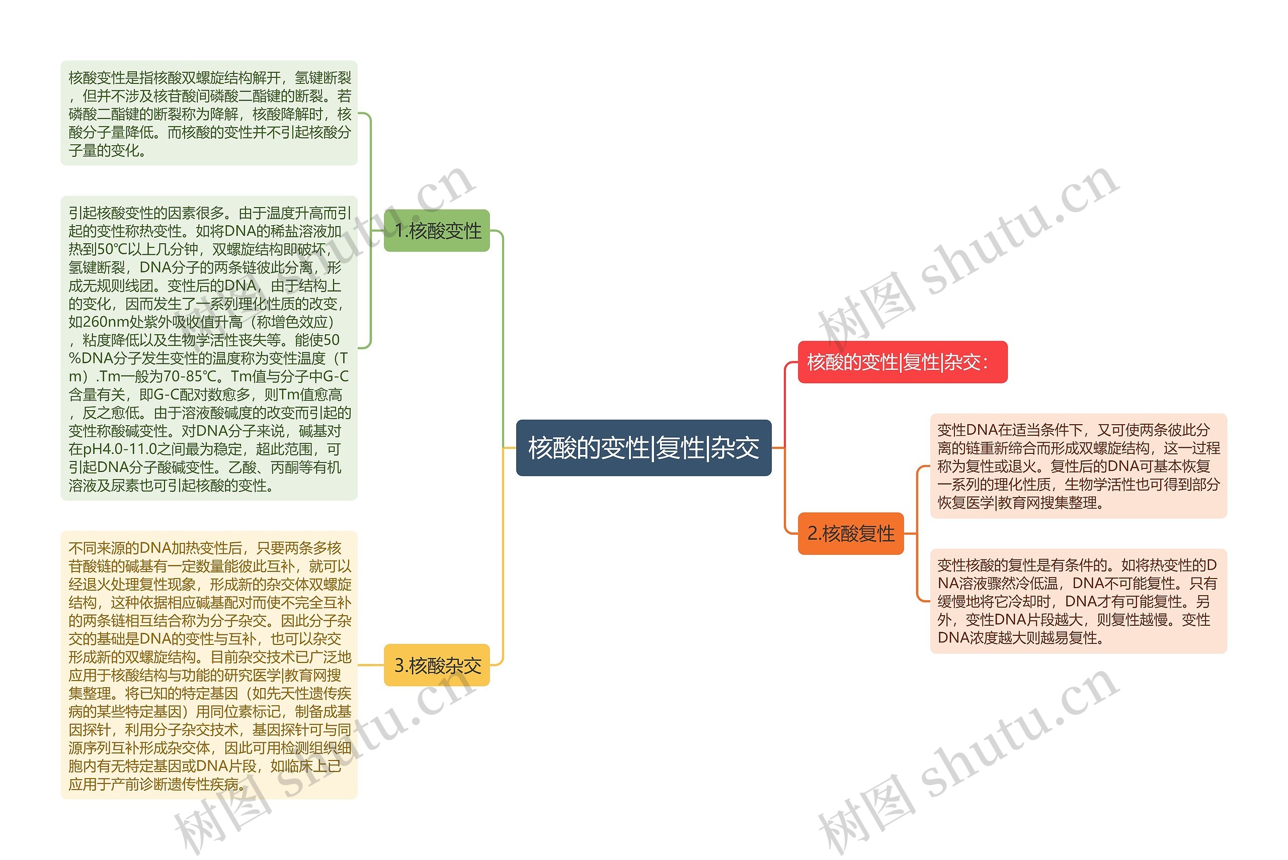 核酸的变性|复性|杂交思维导图