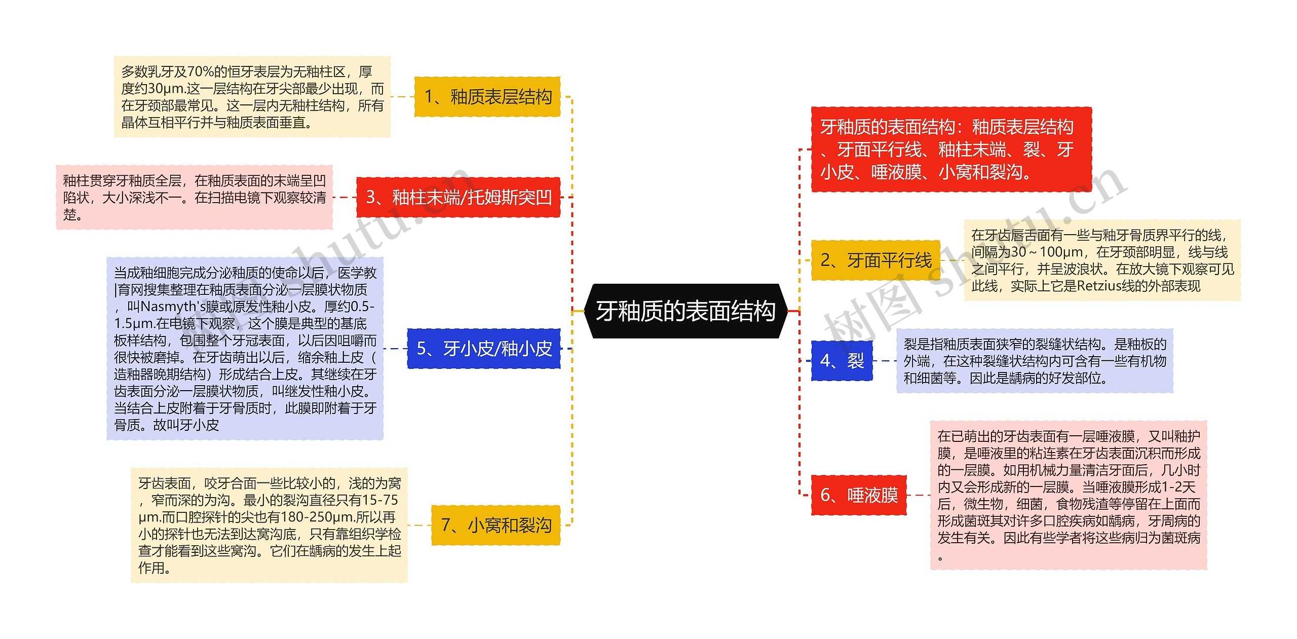 牙釉质的表面结构 牙釉质的表面结构