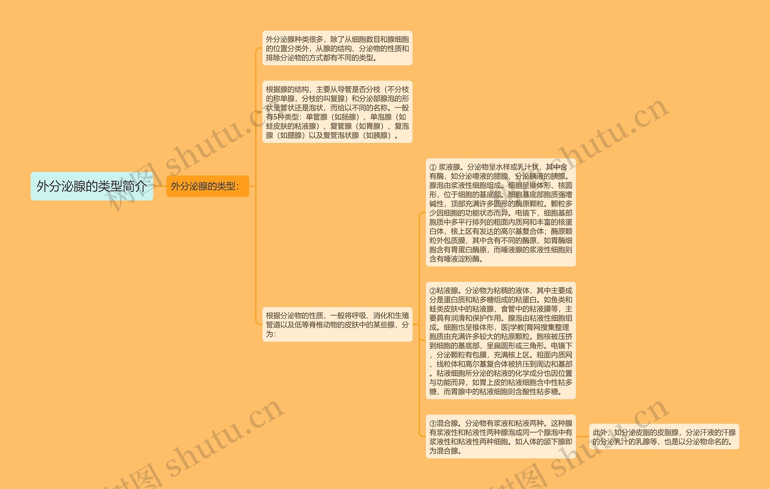 外分泌腺的类型简介思维导图