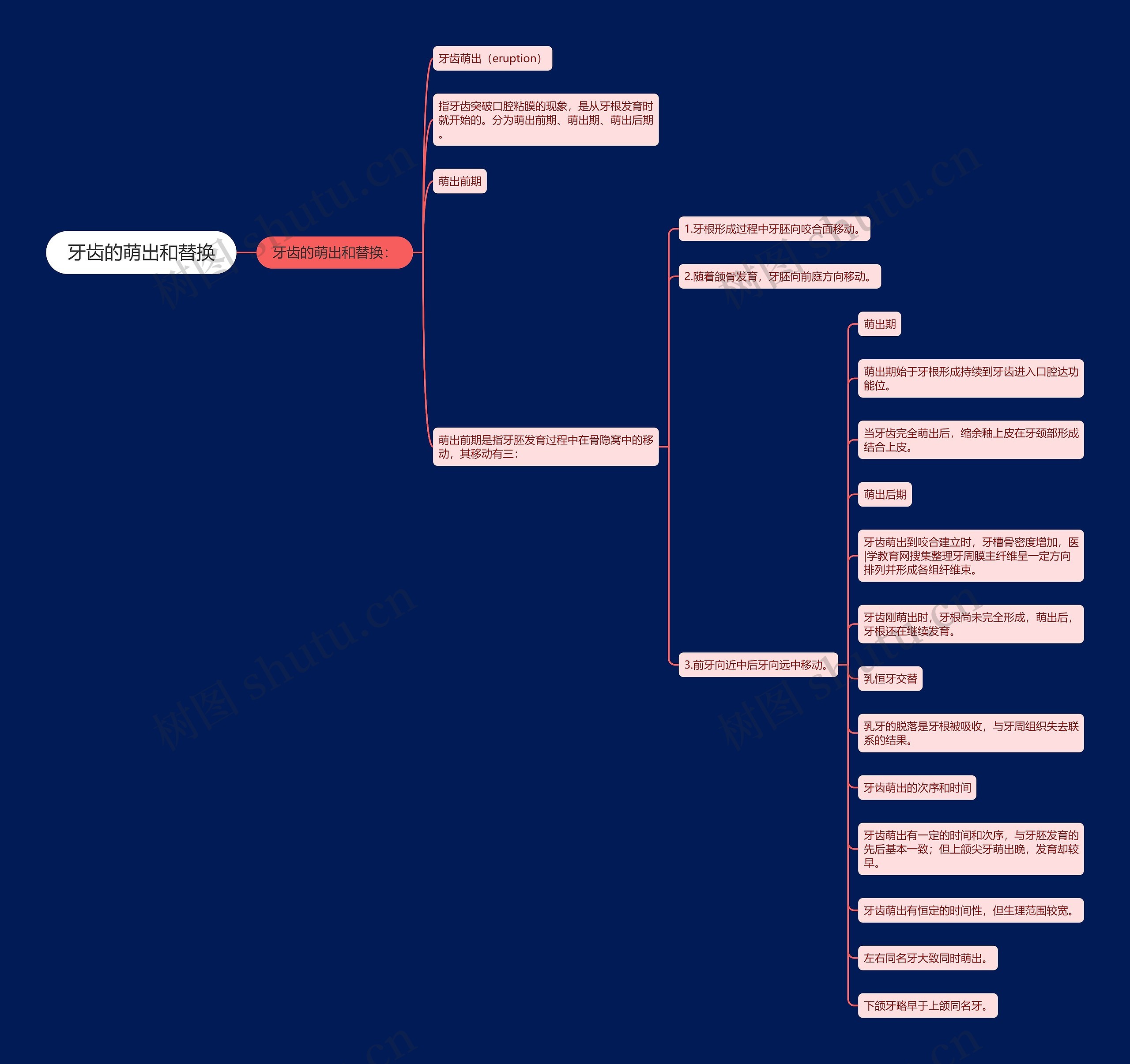 牙齿的萌出和替换思维导图