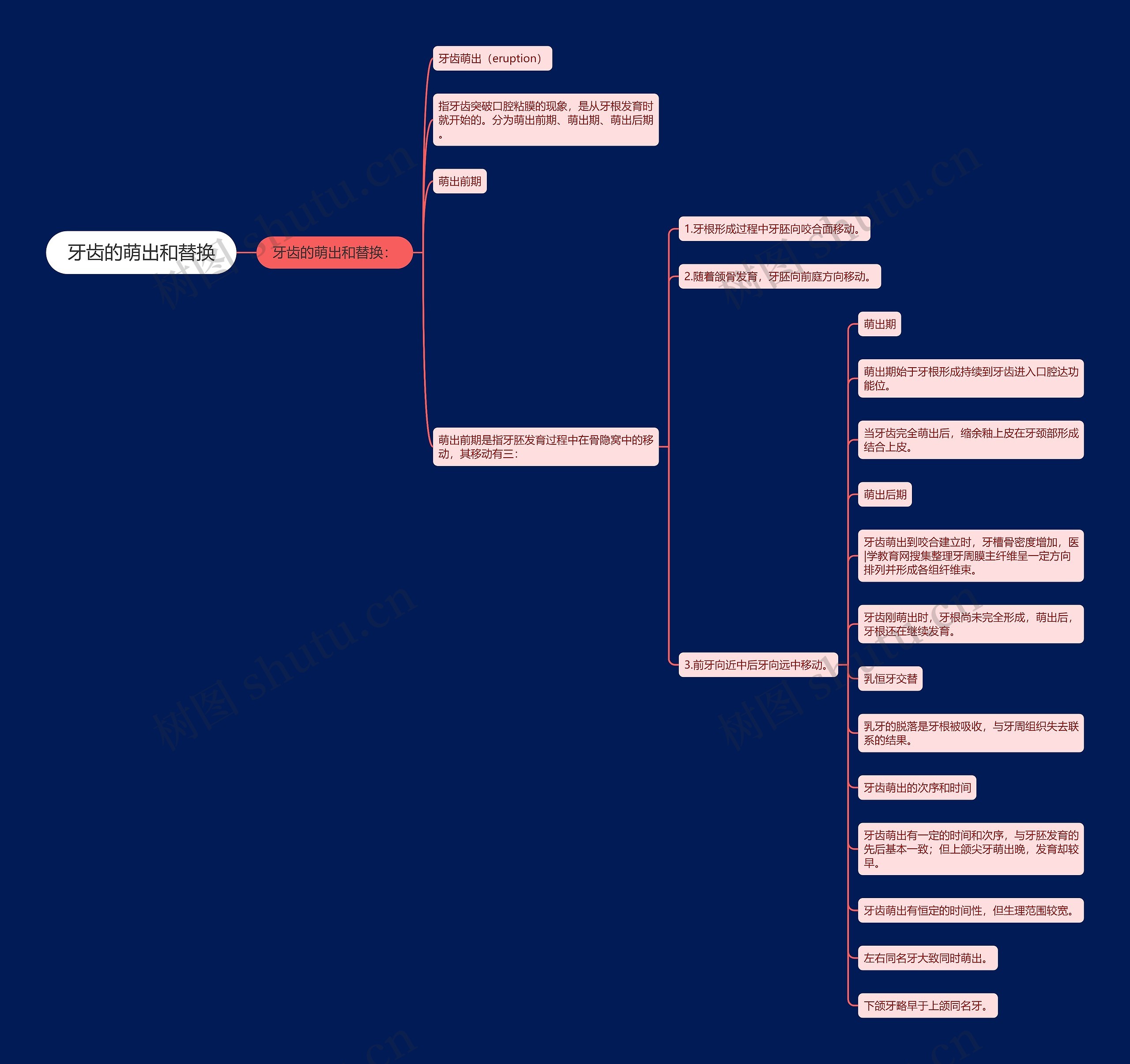 牙齿的萌出和替换 牙齿的萌出和替换