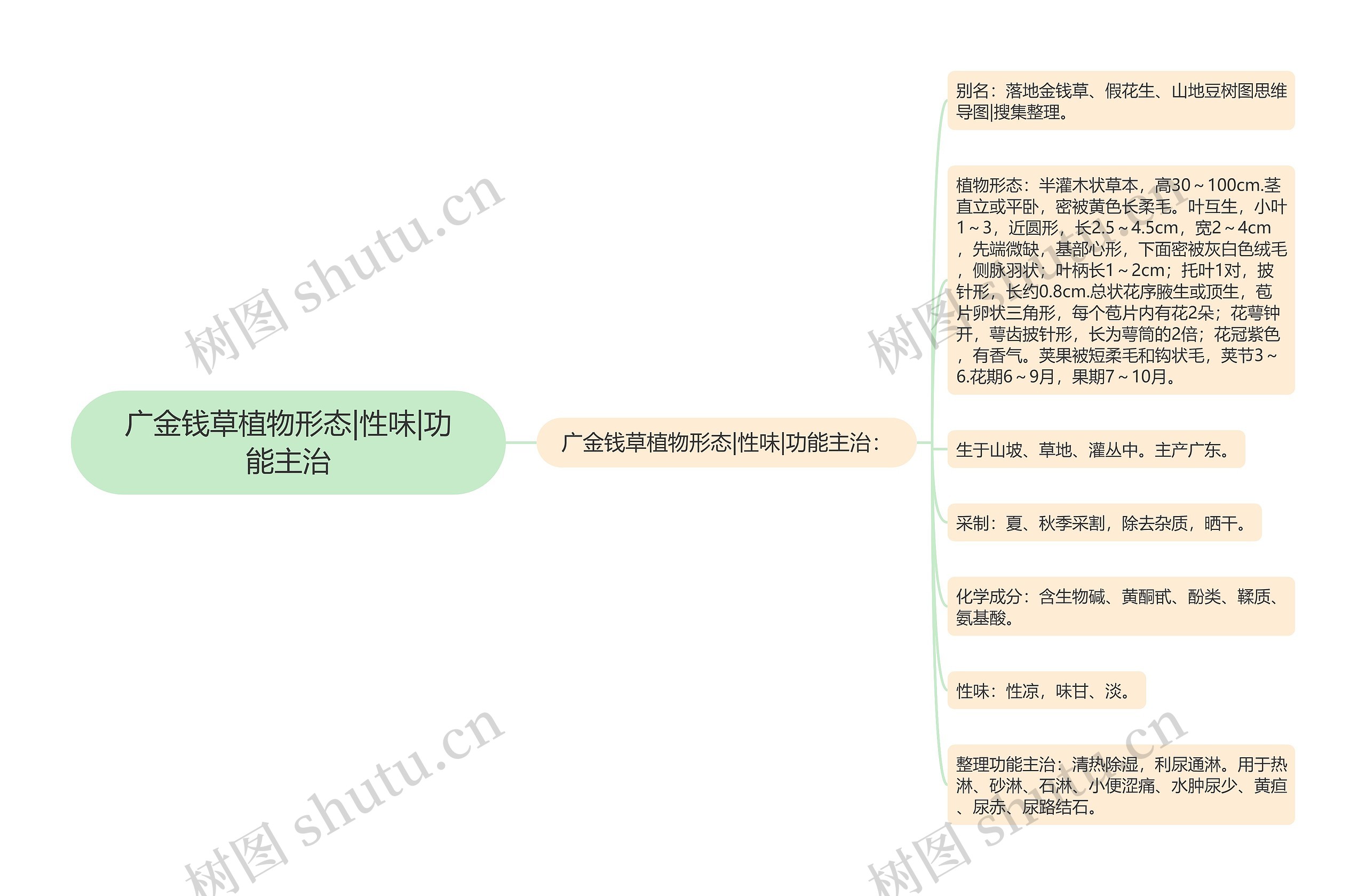 广金钱草植物形态|性味|功能主治思维导图