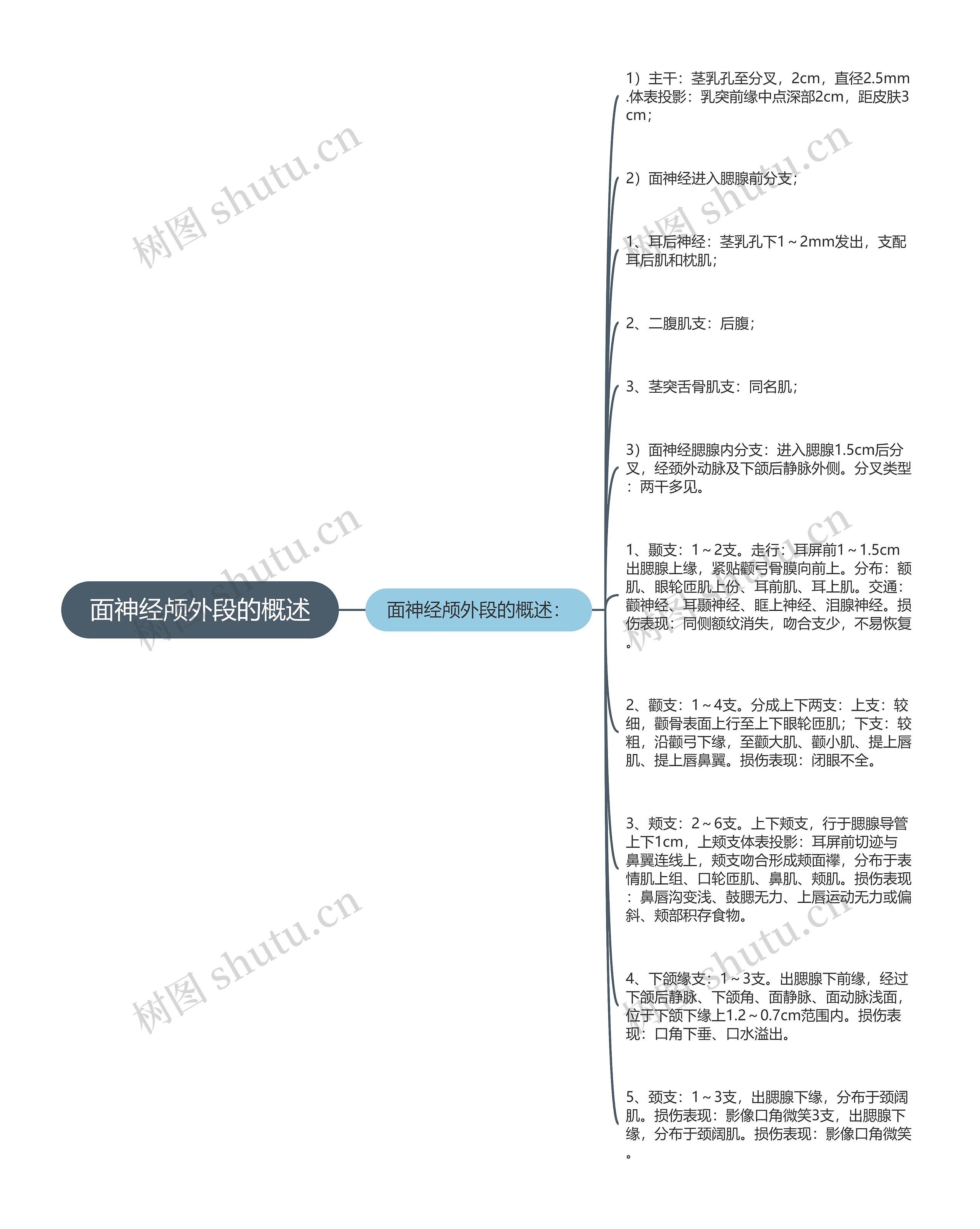 面神经颅外段的概述思维导图