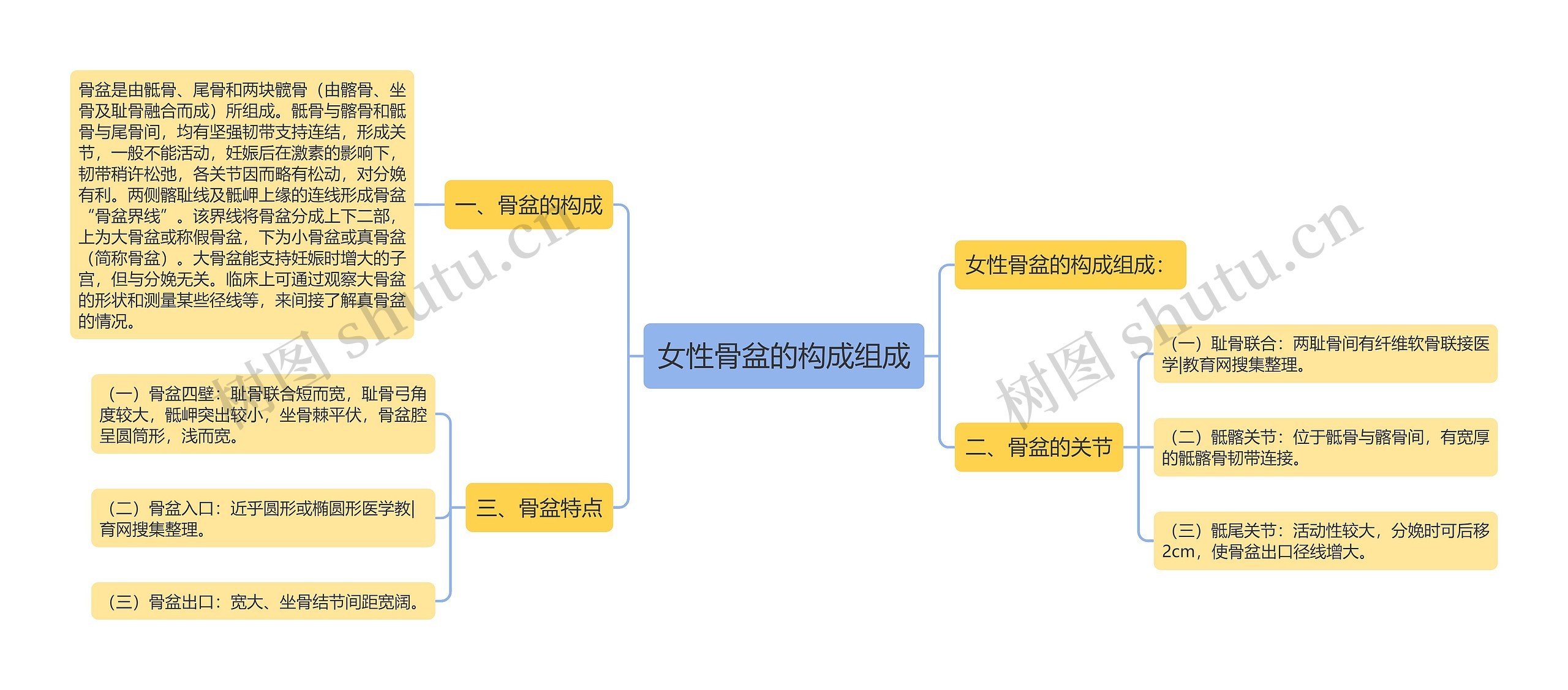 女性骨盆的构成组成