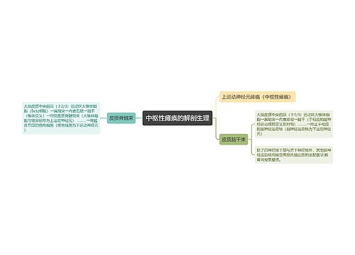 中枢性瘫痪的解剖生理