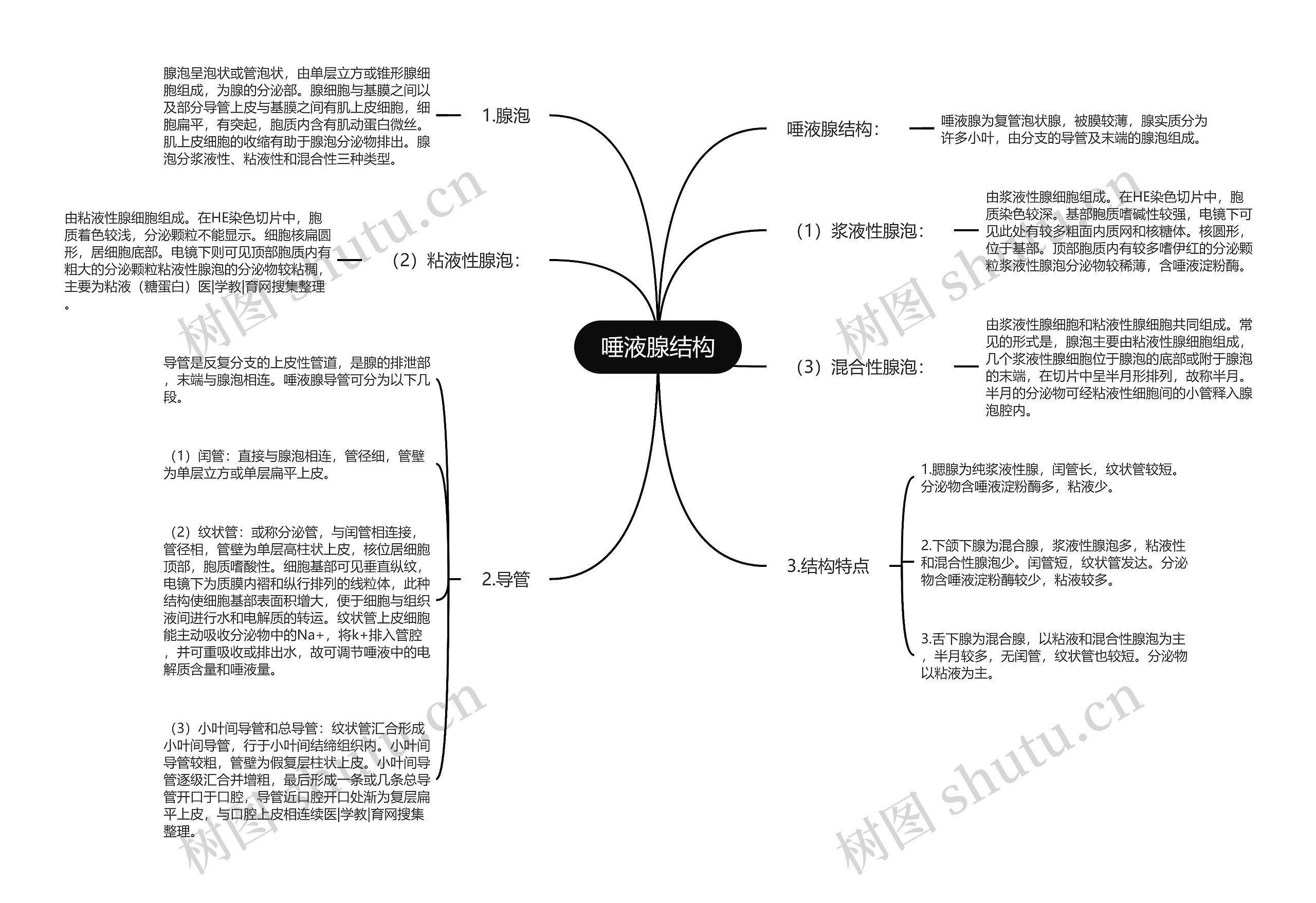 唾液腺结构思维导图