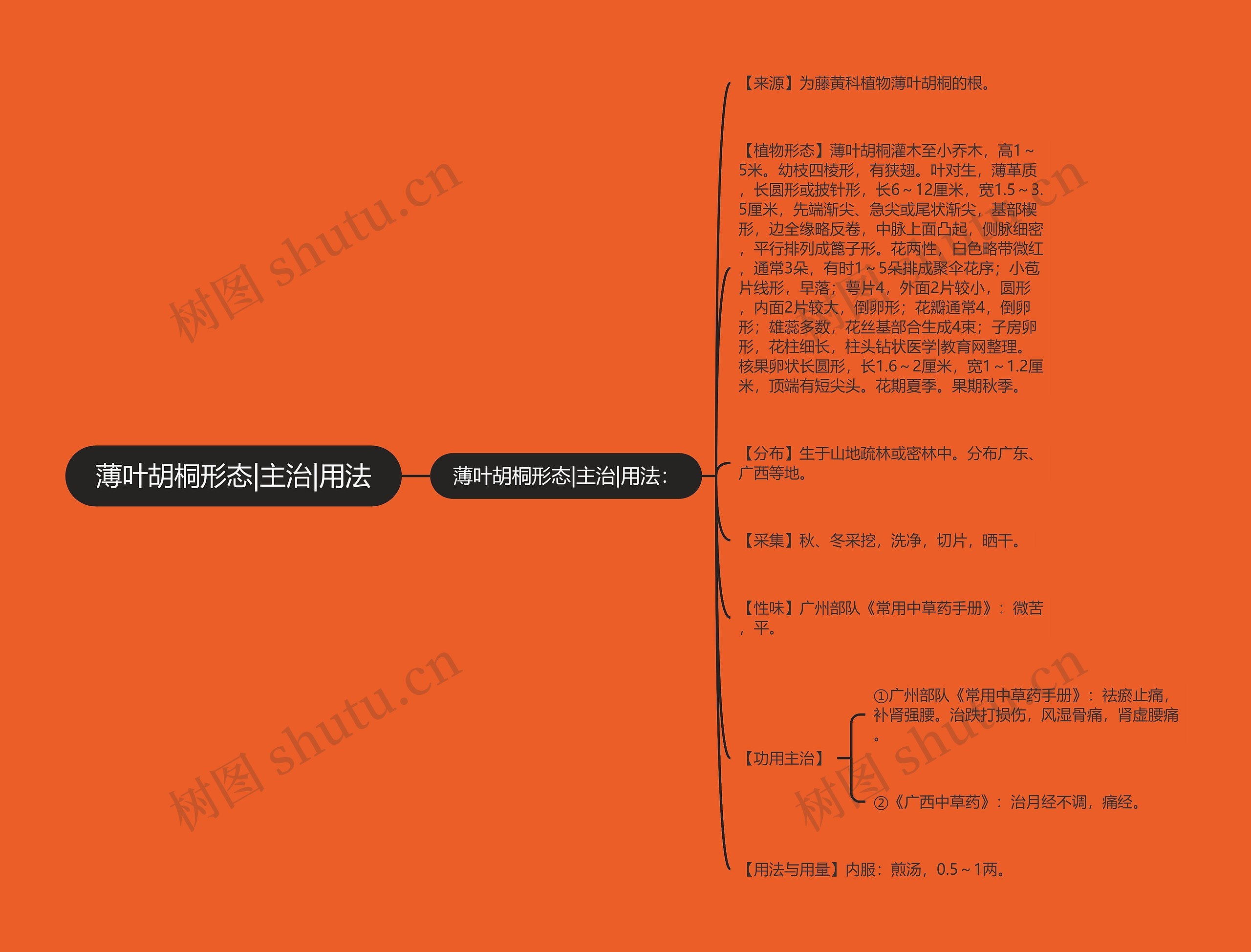 薄叶胡桐形态|主治|用法 薄叶胡桐形态|主治|用法