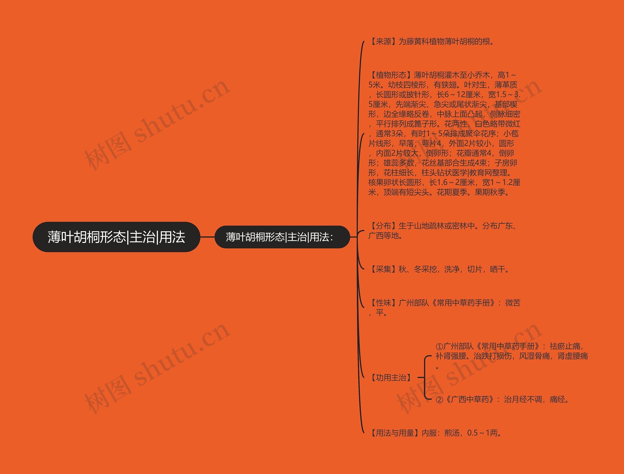 薄叶胡桐形态|主治|用法思维导图