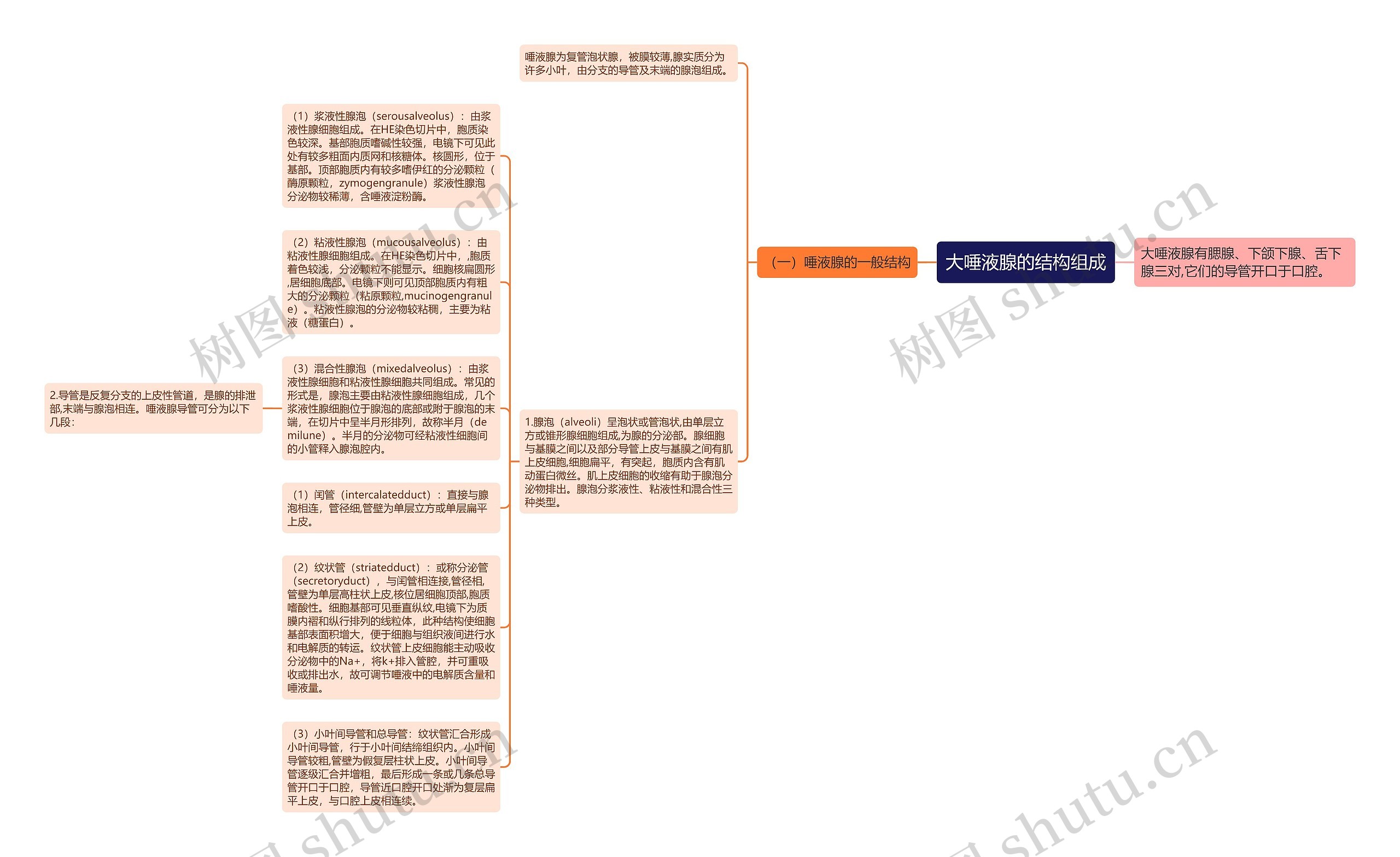 大唾液腺的结构组成思维导图