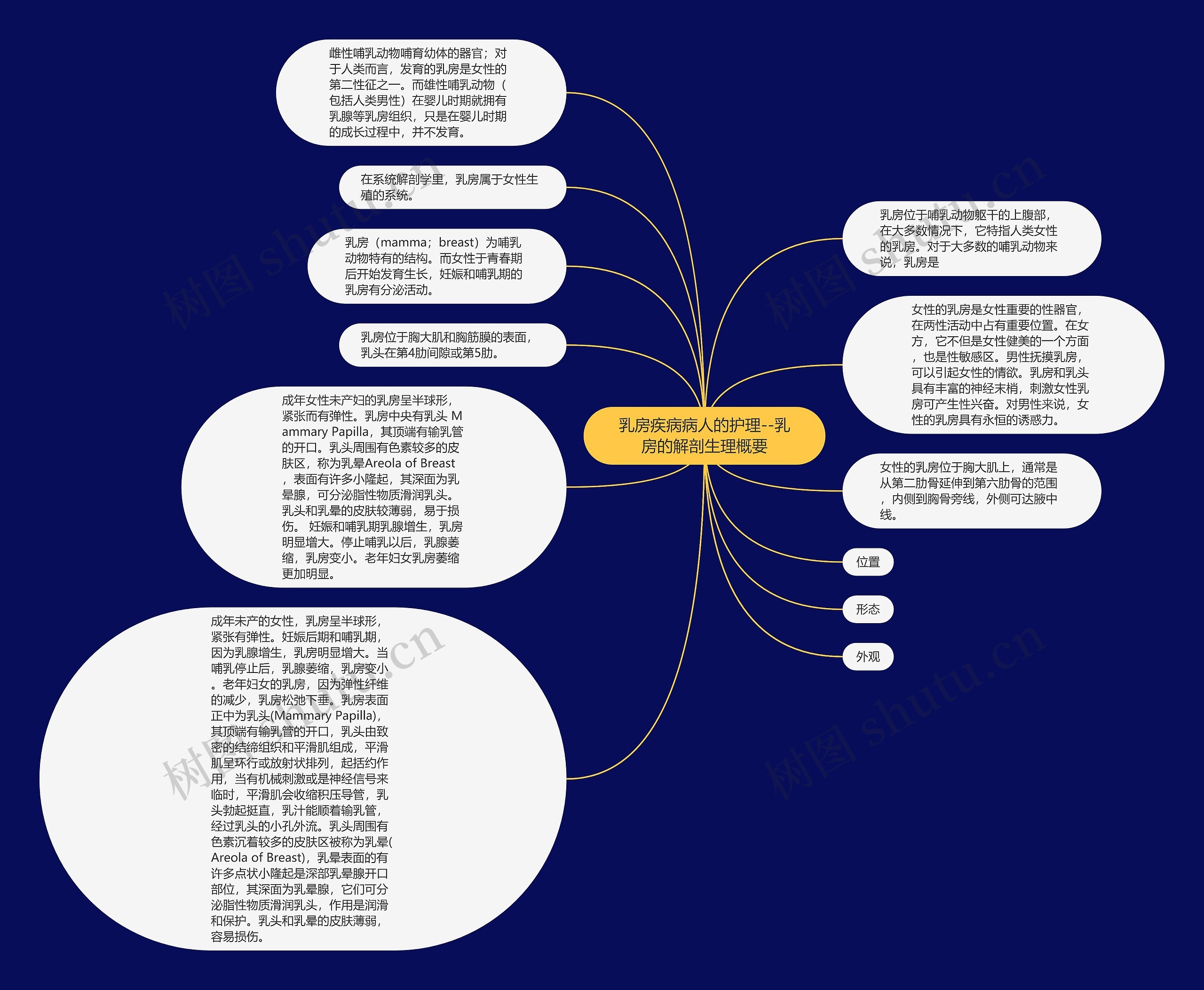 乳房疾病病人的护理--乳房的解剖生理概要思维导图