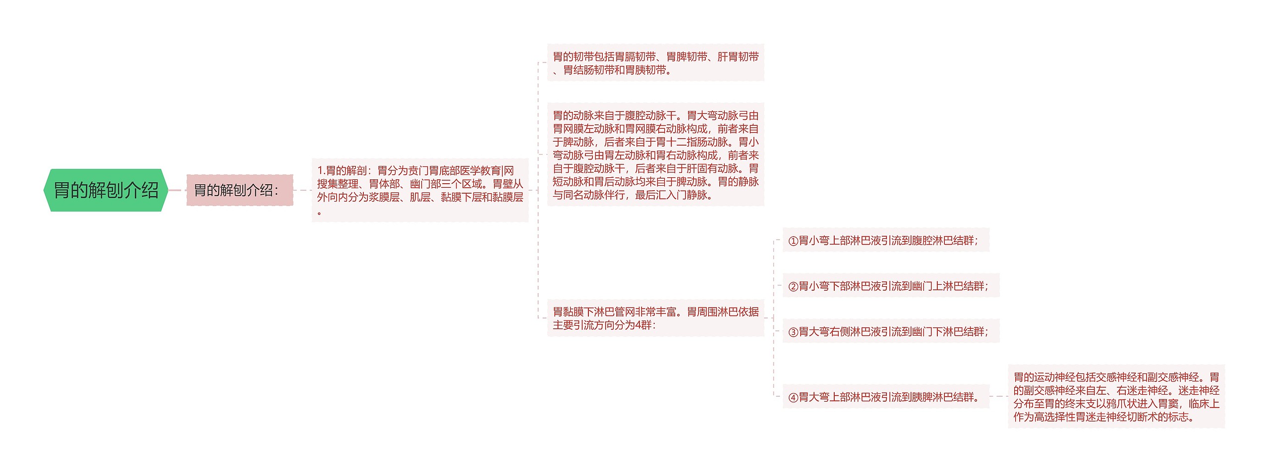 胃的解刨介绍思维导图