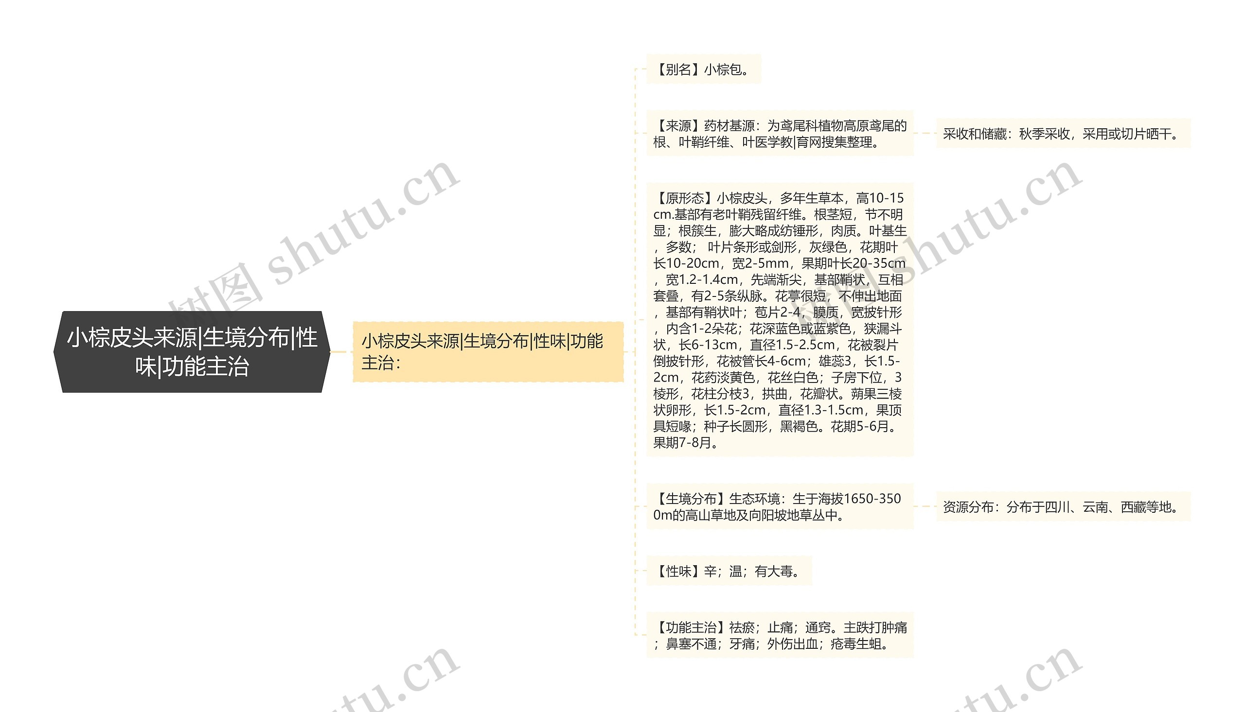 小棕皮头来源|生境分布|性味|功能主治