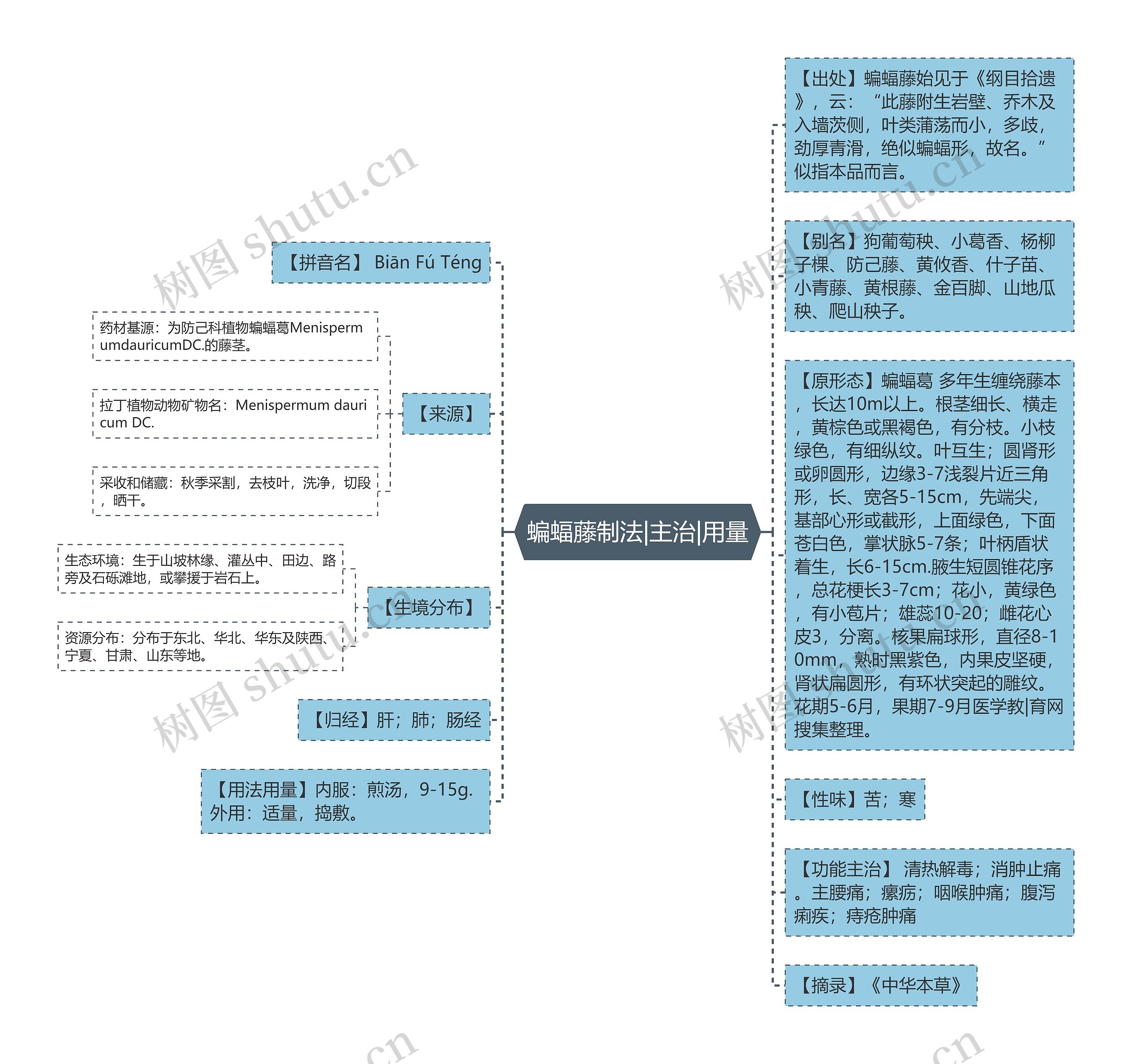 蝙蝠藤制法|主治|用量思维导图