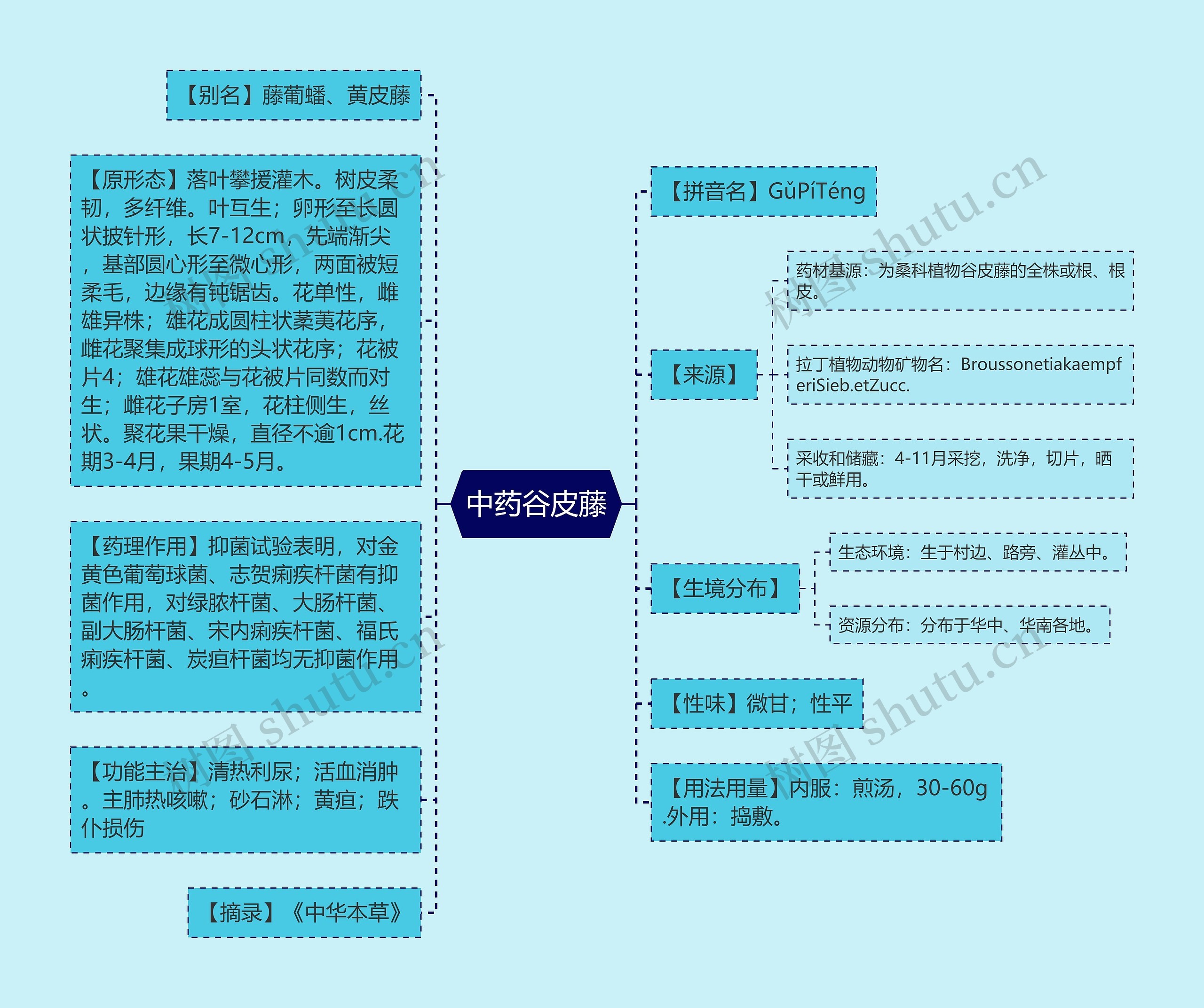 中药谷皮藤 中药谷皮藤