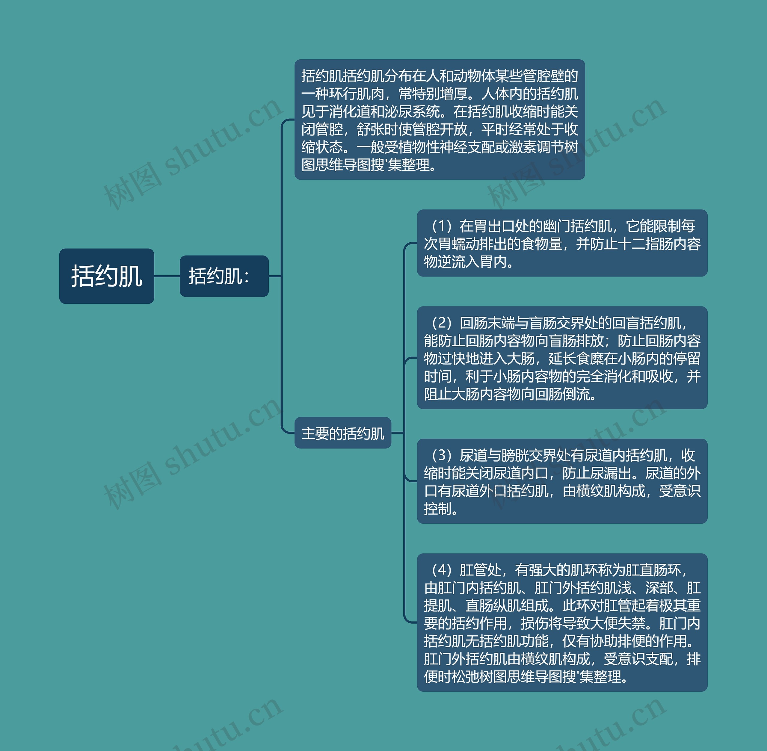 括约肌思维导图