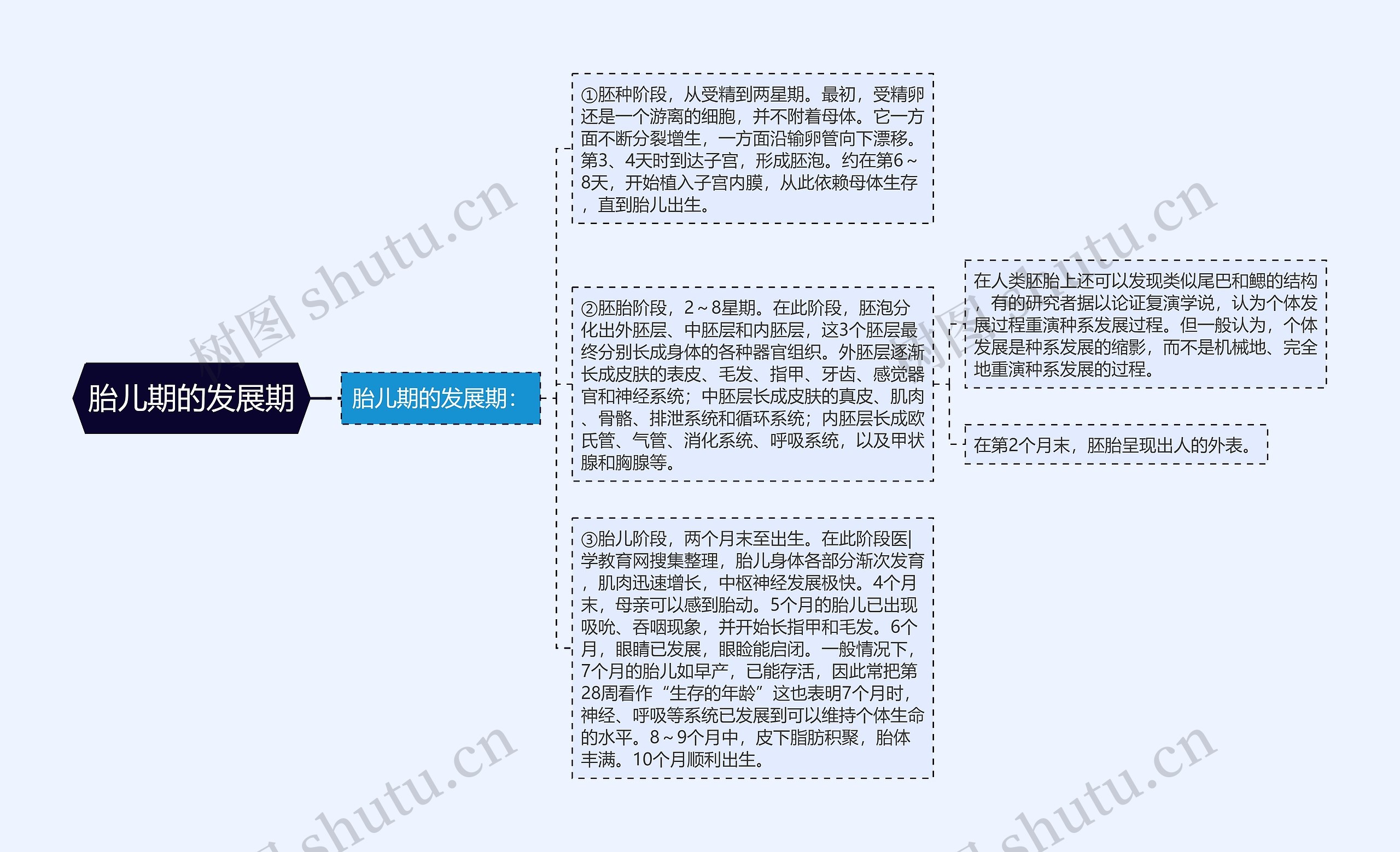 胎儿期的发展期思维导图