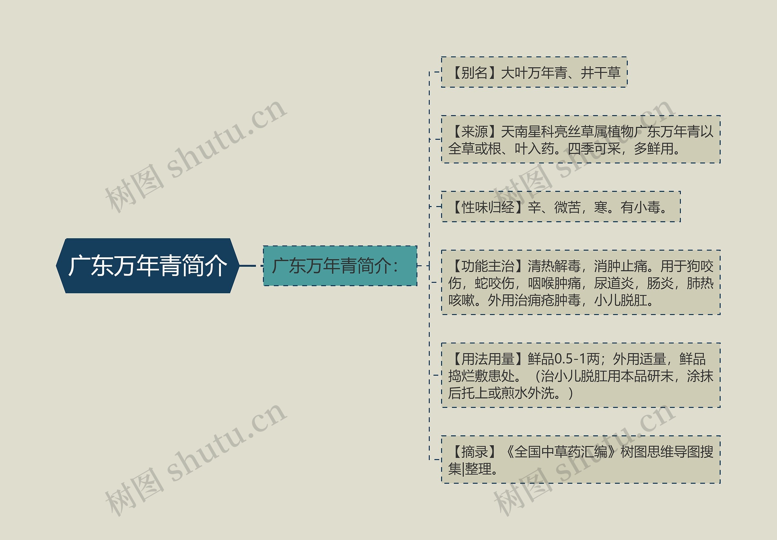 广东万年青简介