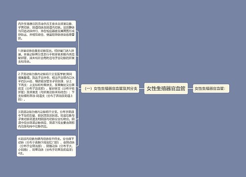 女性生殖器官血管