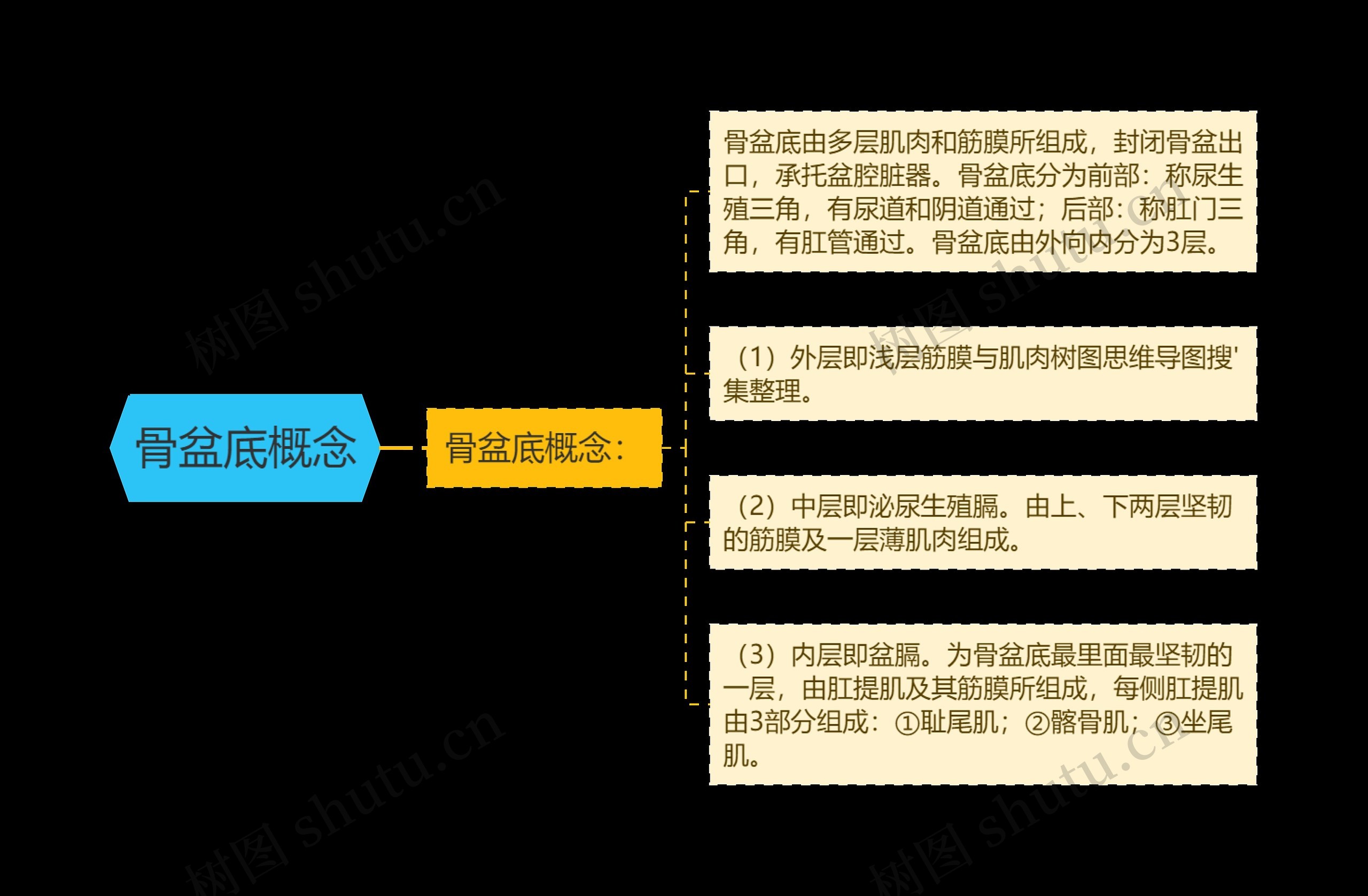 骨盆底概念 骨盆底概念