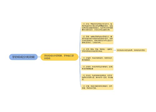 牙的组成|分类|功能