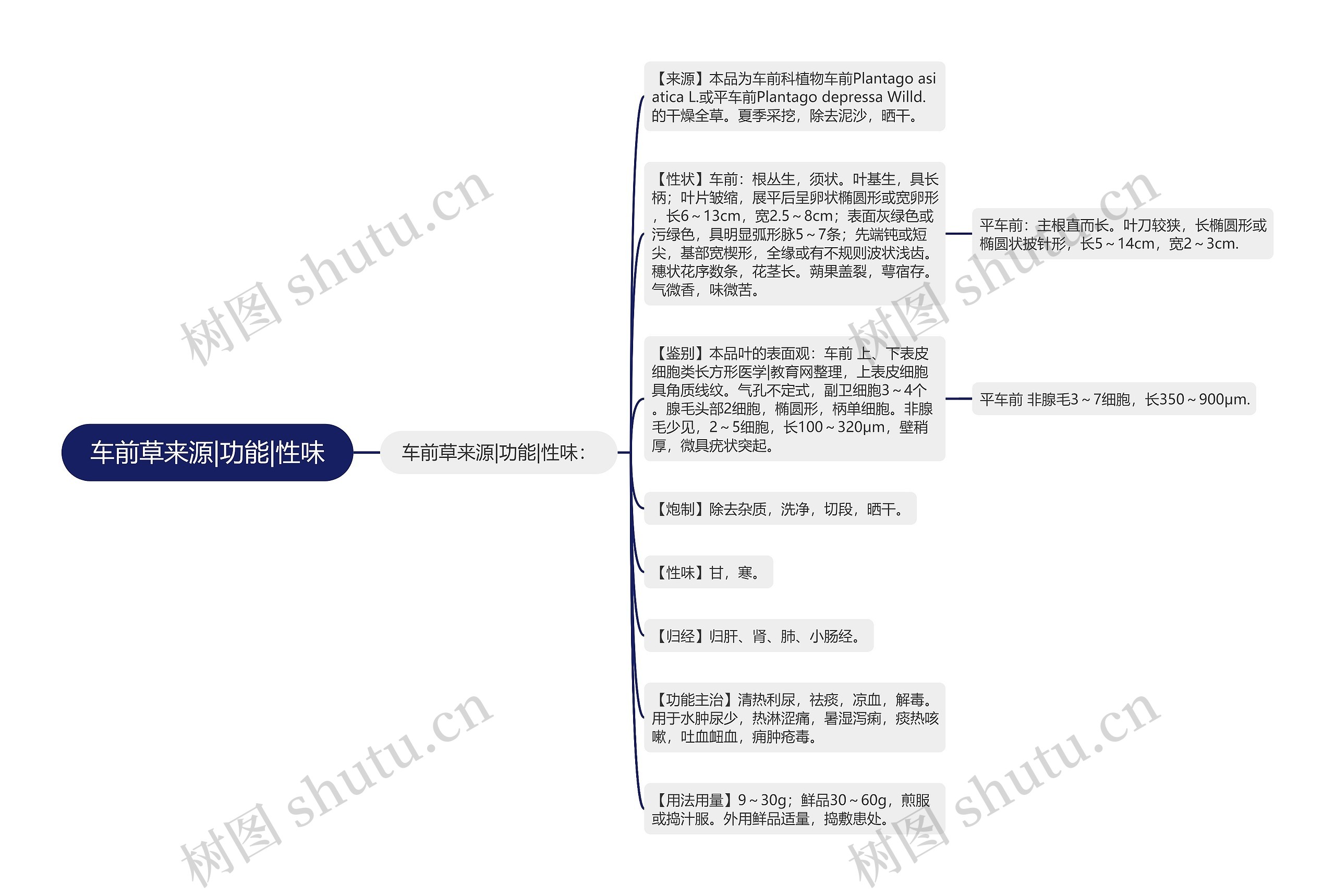 车前草来源|功能|性味思维导图
