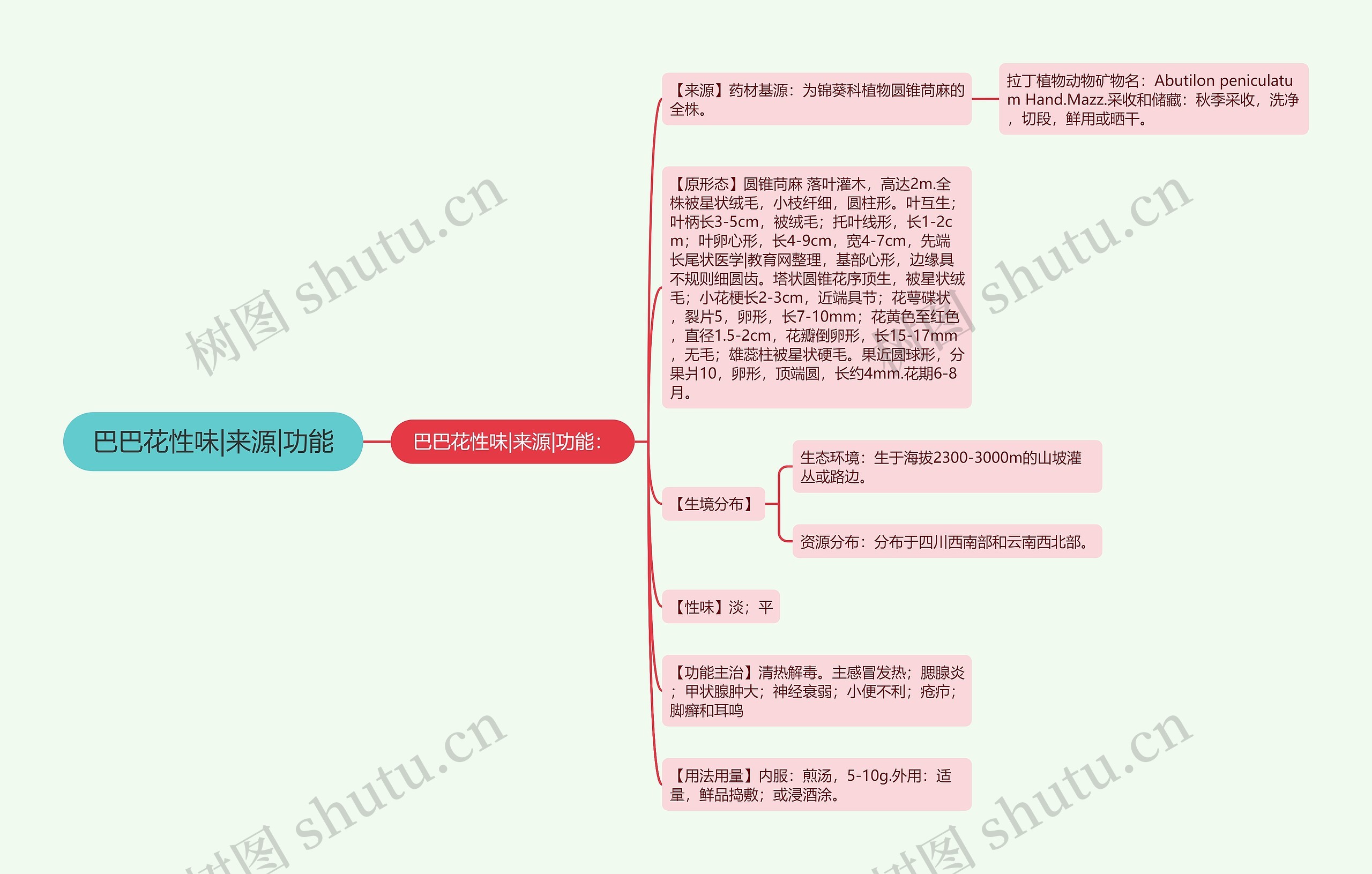 巴巴花性味|来源|功能思维导图