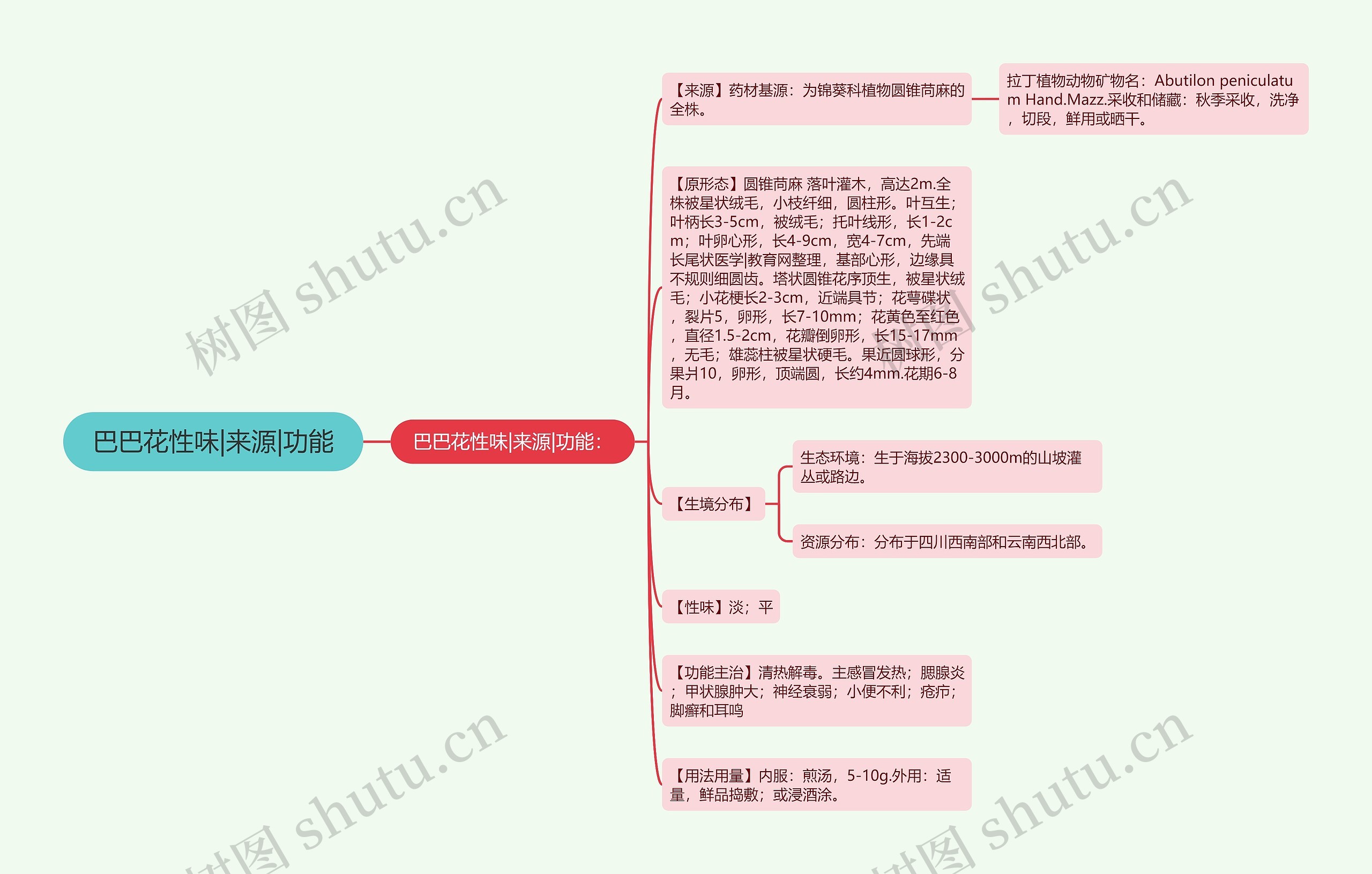 巴巴花性味|来源|功能 巴巴花性味|来源|功能