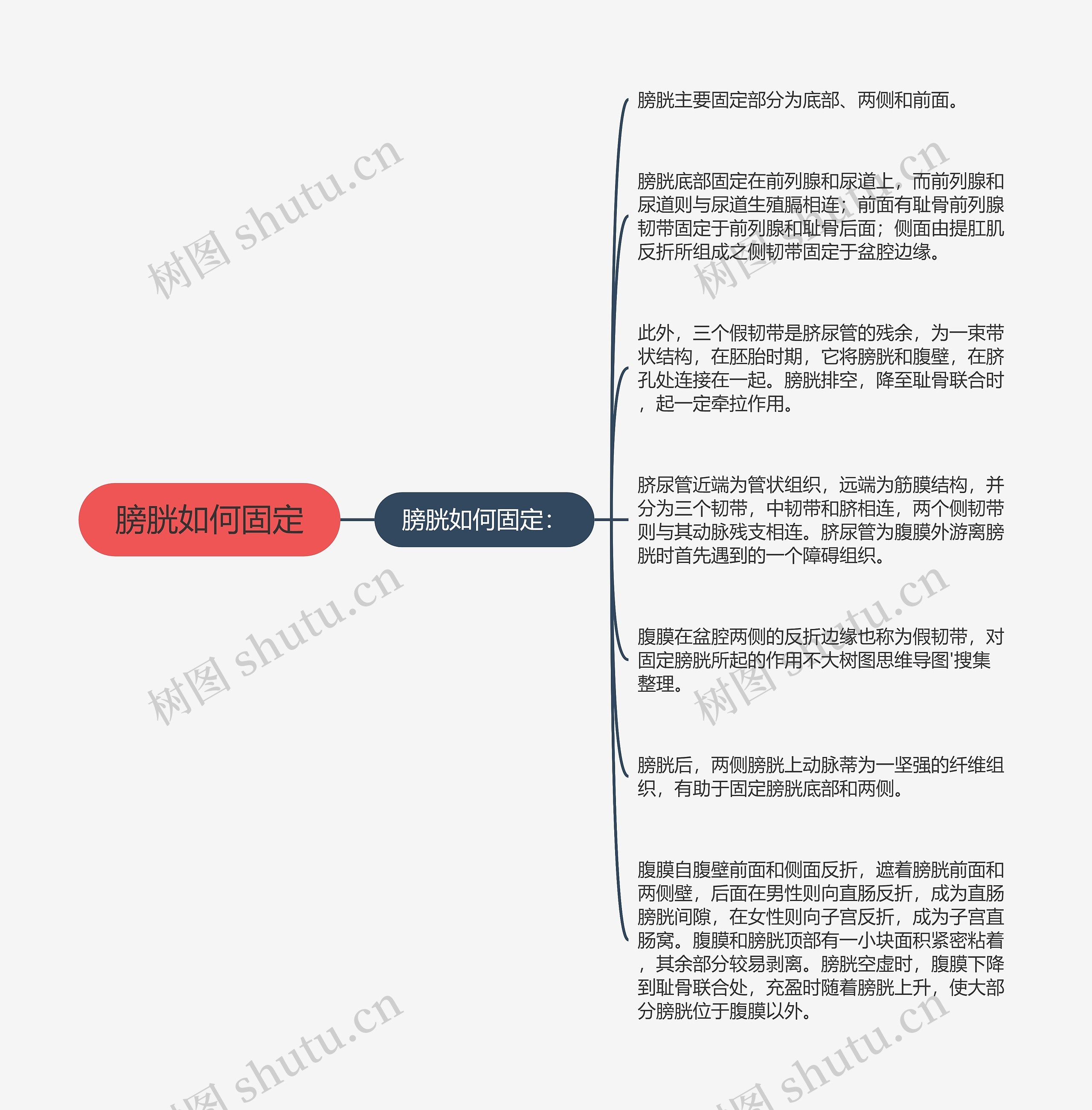 膀胱如何固定思维导图