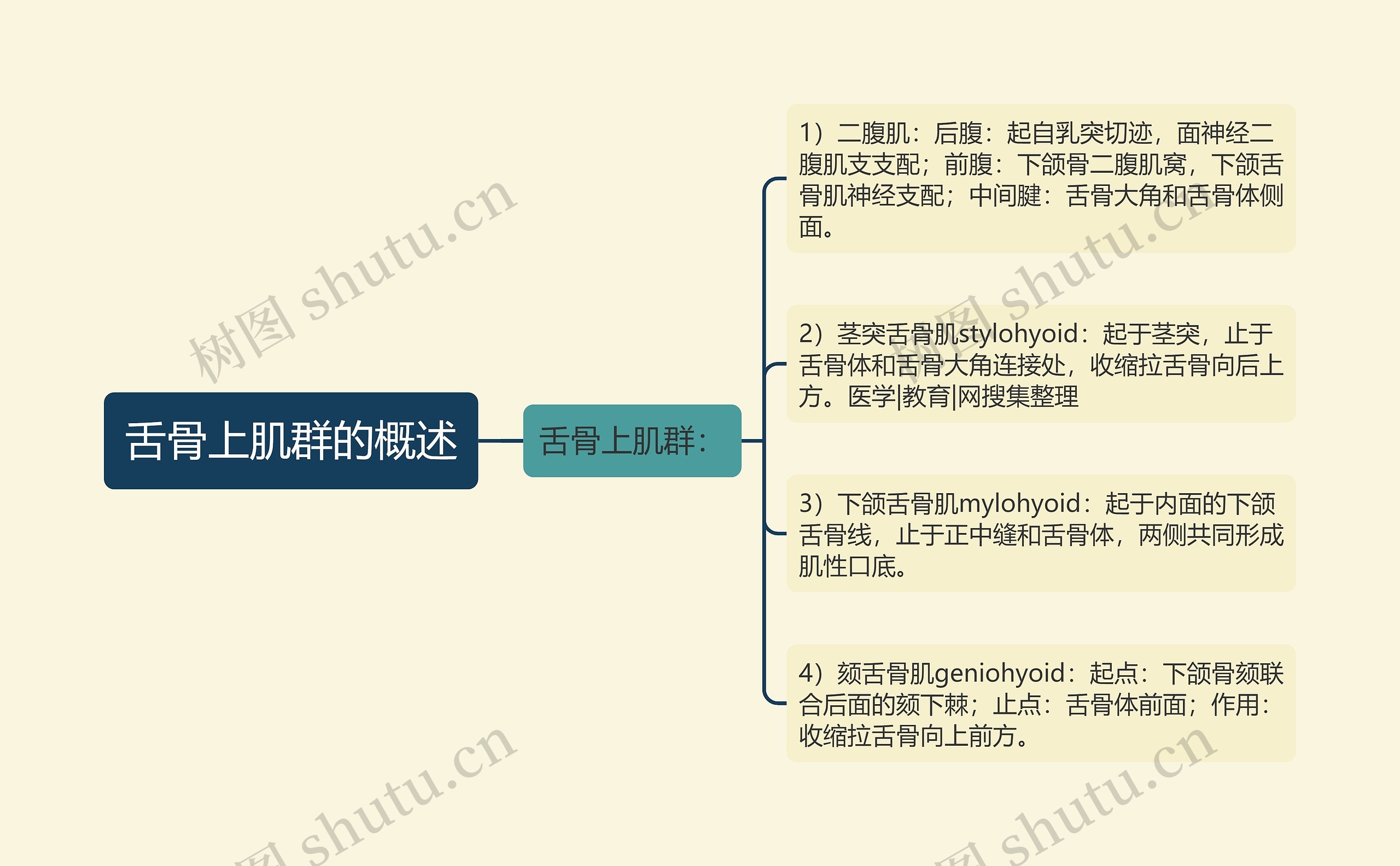 舌骨上肌群的概述思维导图