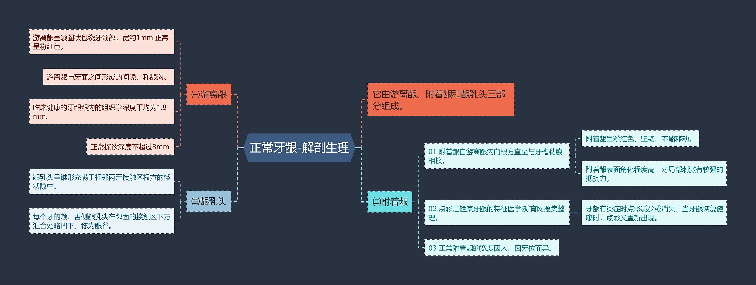 正常牙龈-解剖生理思维导图