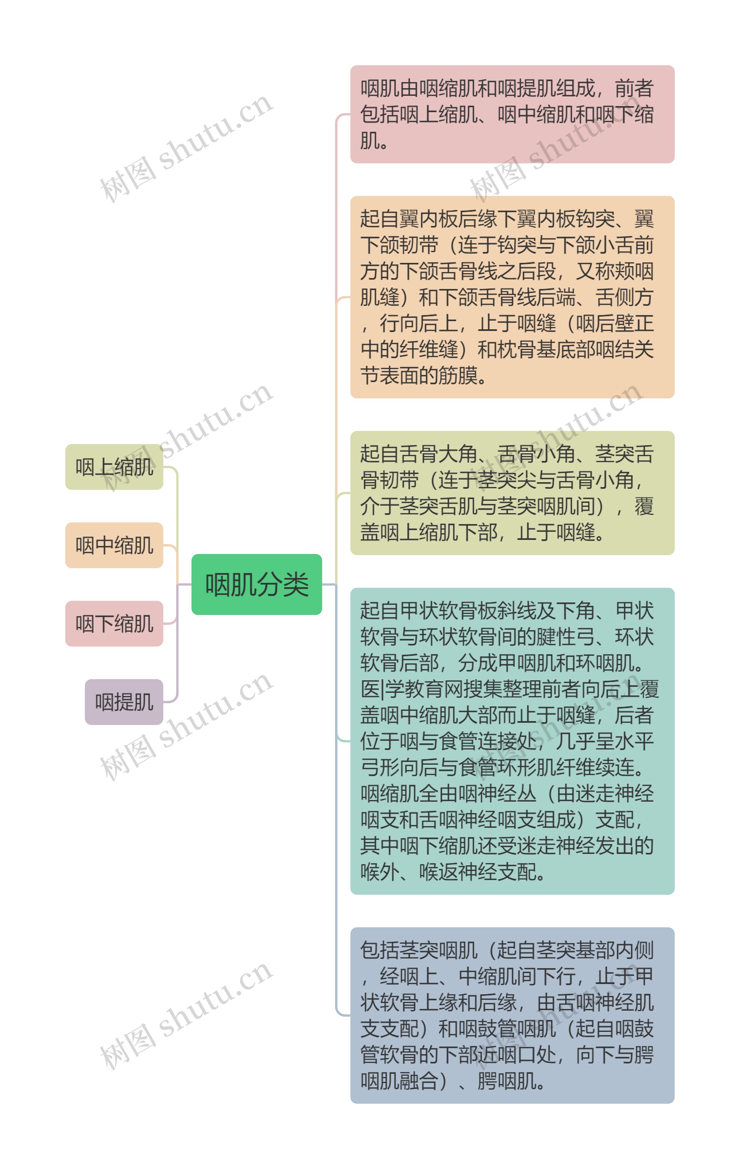 咽肌分类思维导图