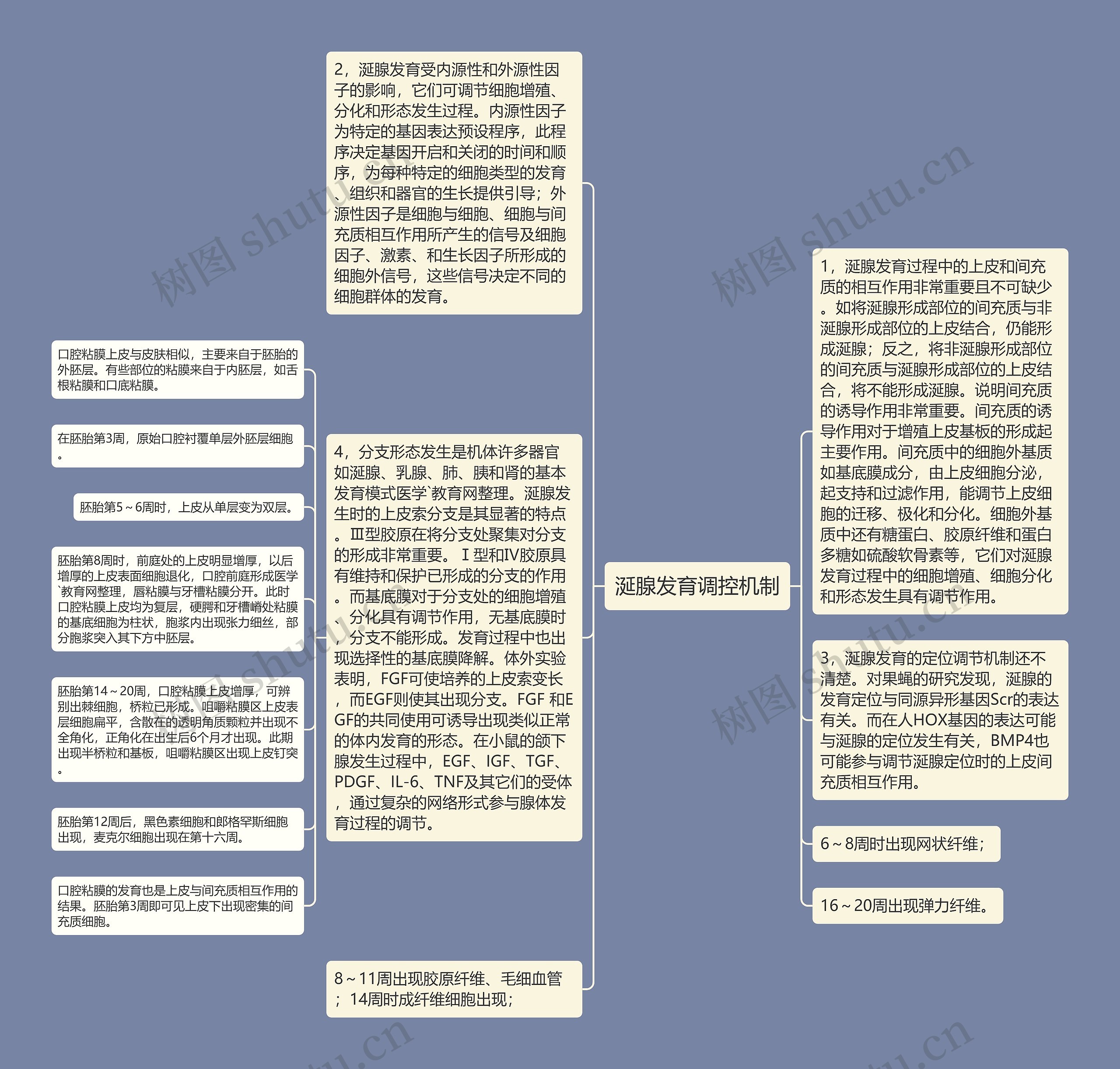 涎腺发育调控机制思维导图