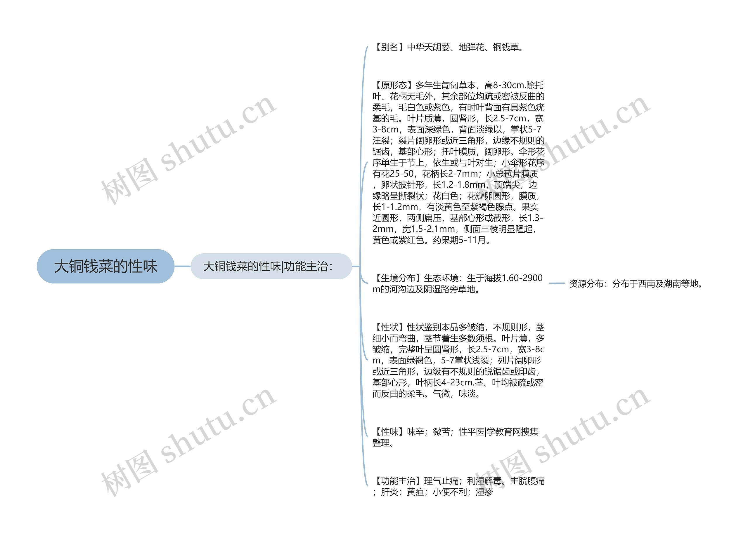 大铜钱菜的性味思维导图
