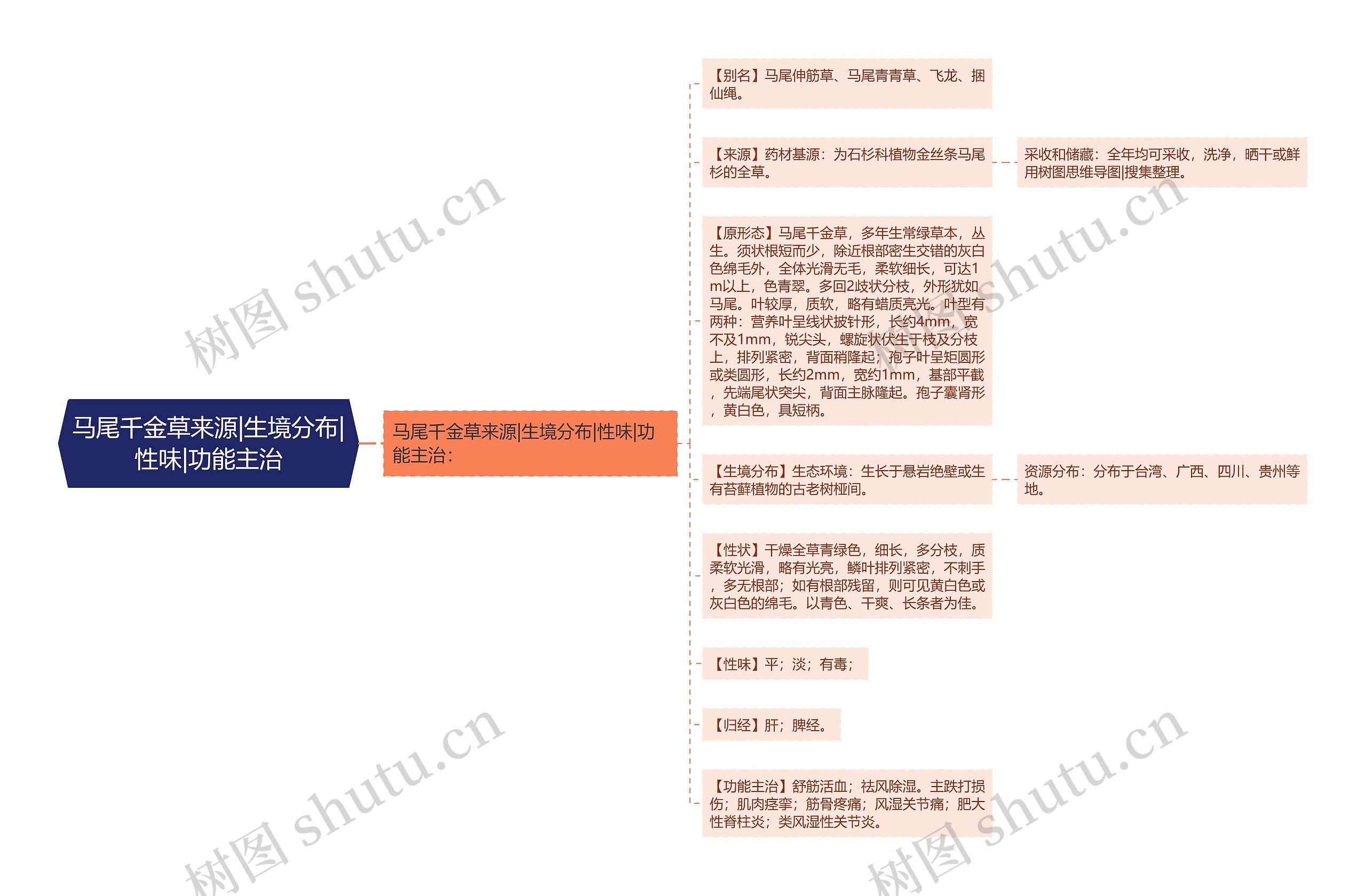 马尾千金草来源|生境分布|性味|功能主治