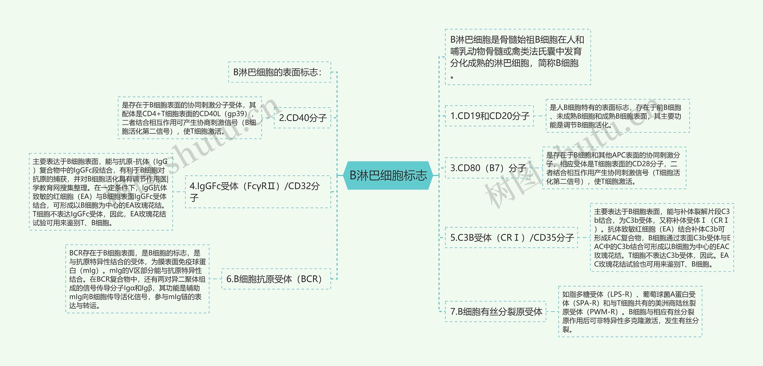 B淋巴细胞标志思维导图