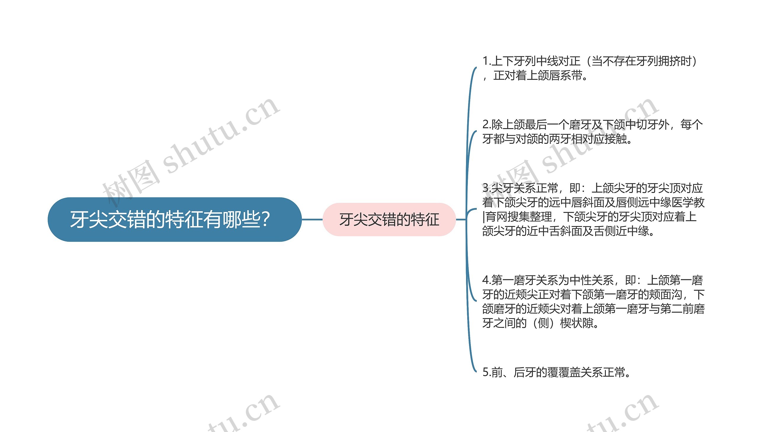 牙尖交错的特征有哪些？思维导图