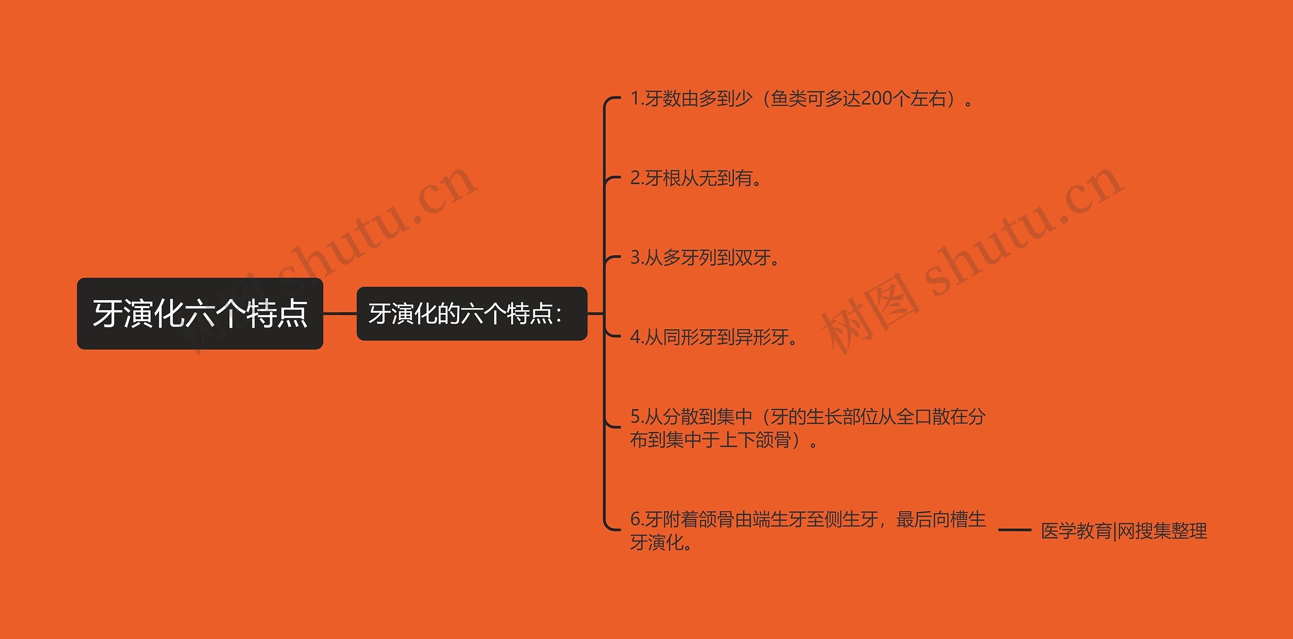 牙演化六个特点思维导图