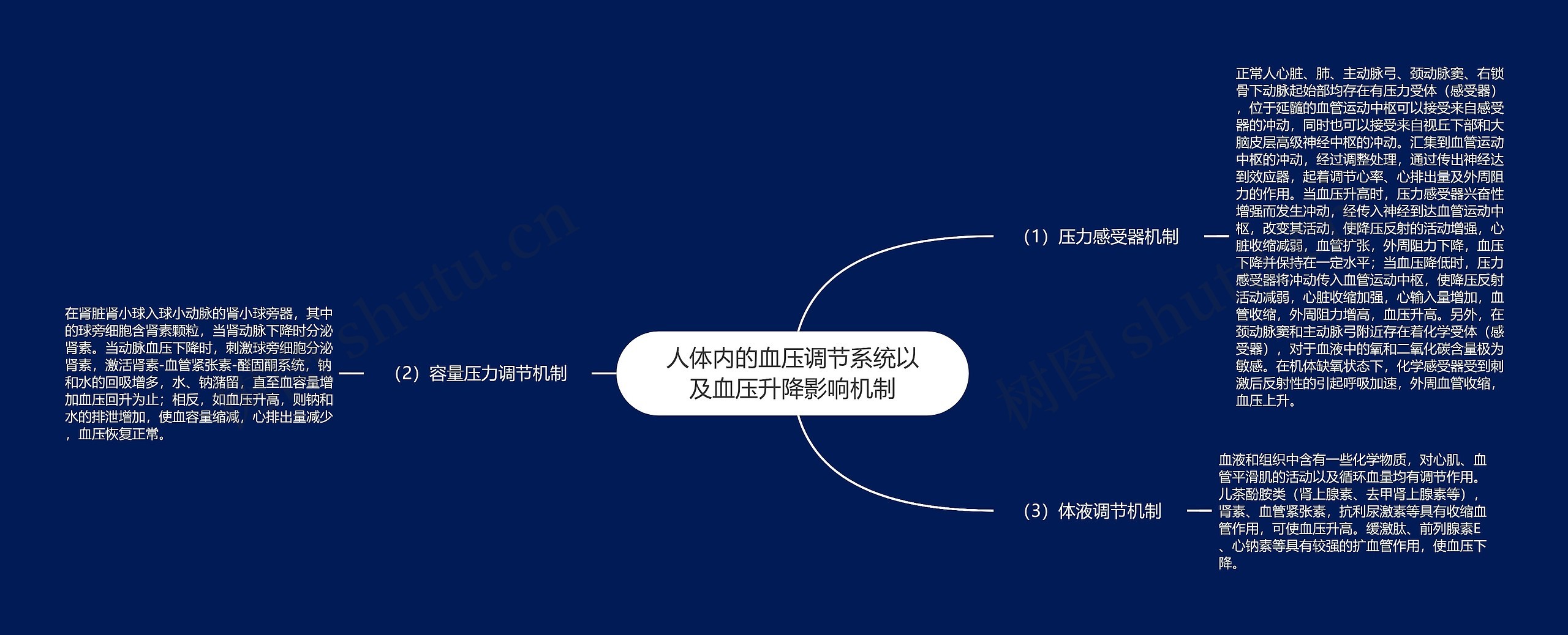 人体内的血压调节系统以及血压升降影响机制