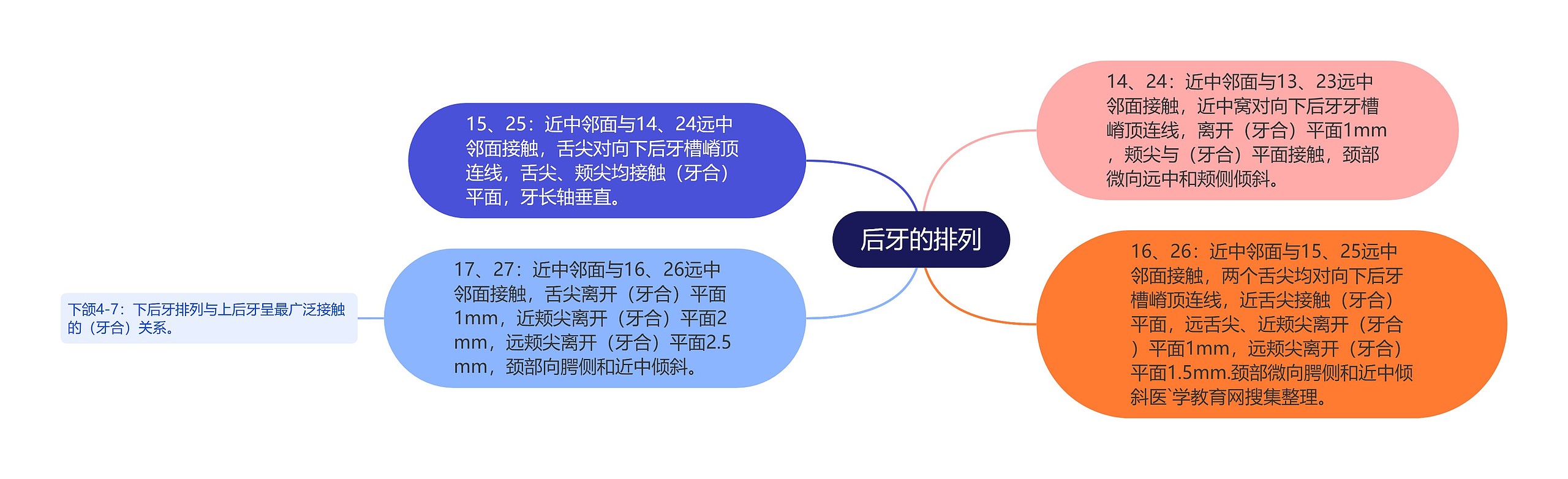 后牙的排列 后牙的排列