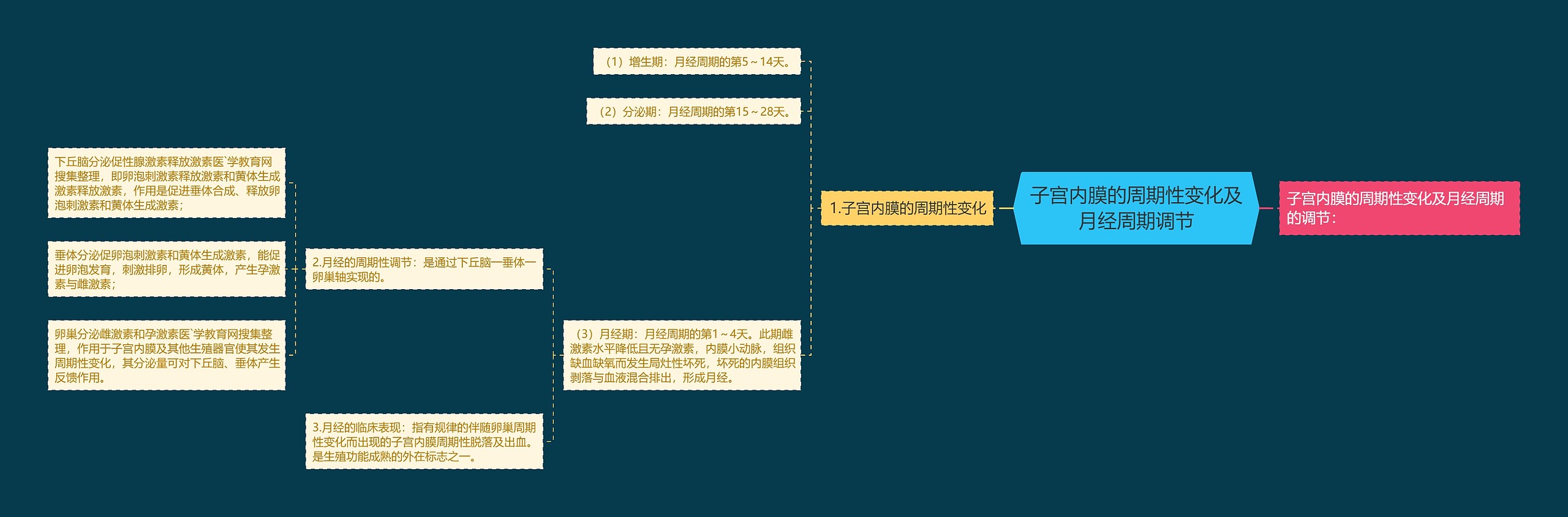 子宫内膜的周期性变化及月经周期调节思维导图